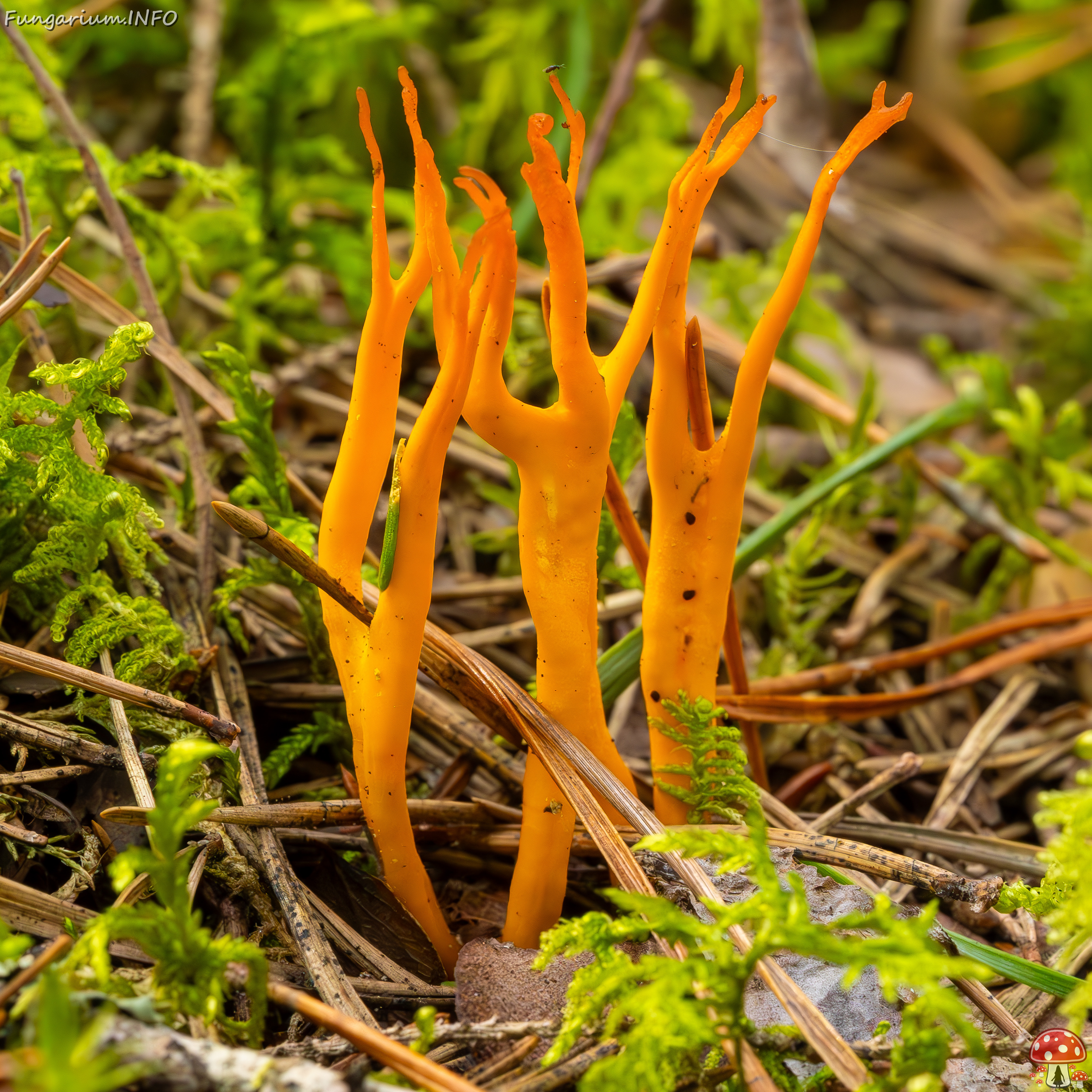 calocera-viscosa_2023-09-10_1-3 