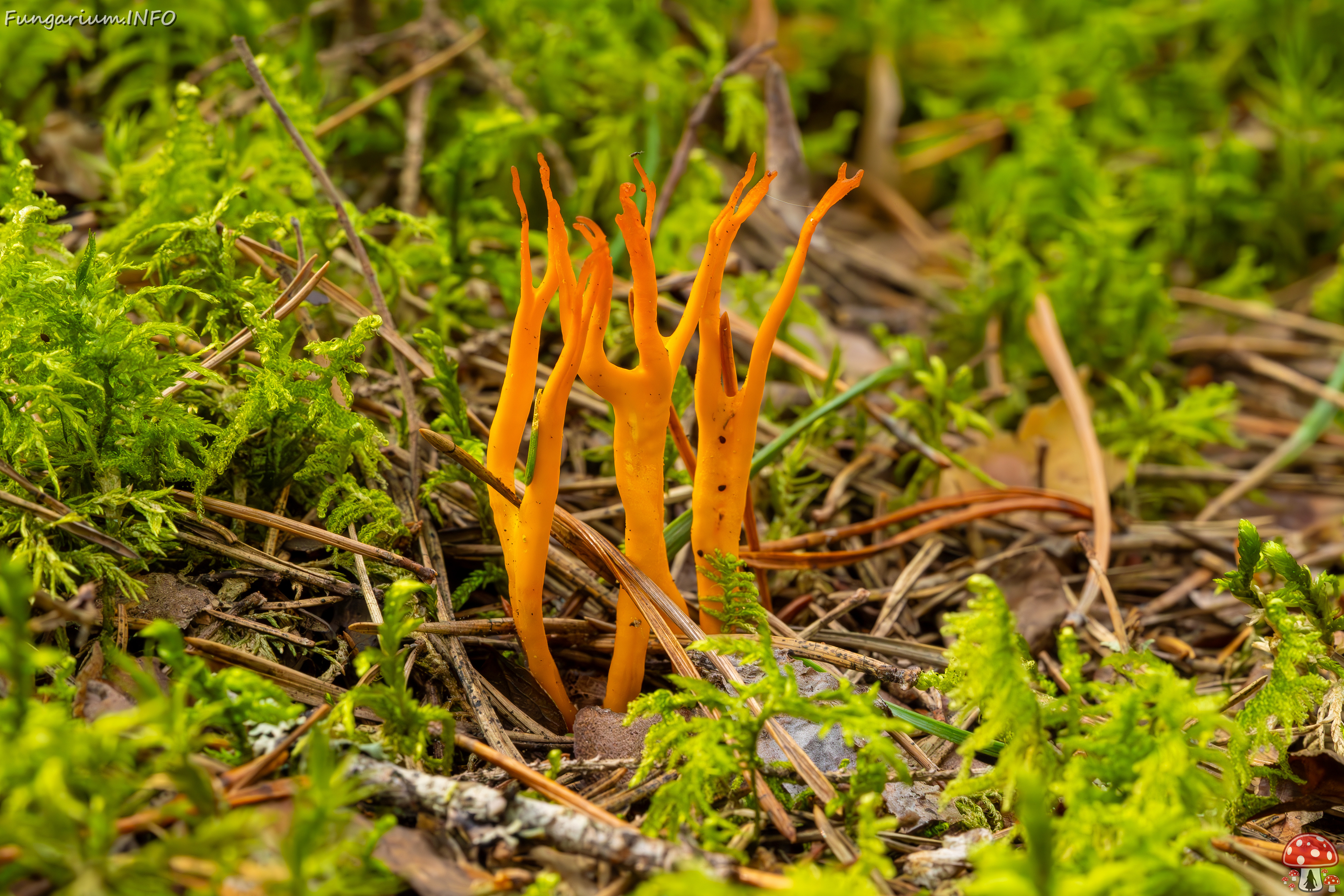 calocera-viscosa_2023-09-10_1-4 