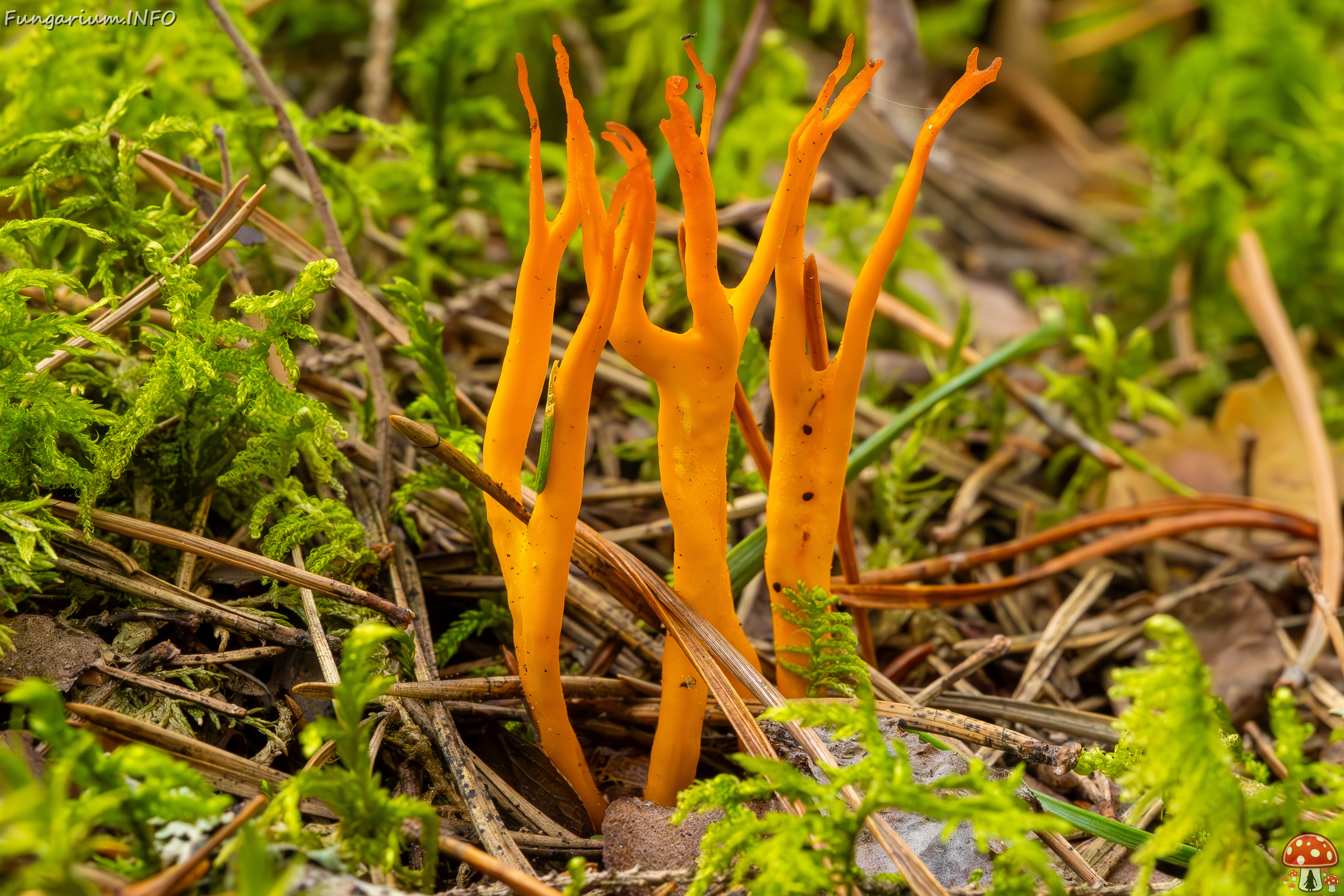 calocera-viscosa_2023-09-10_1-5 