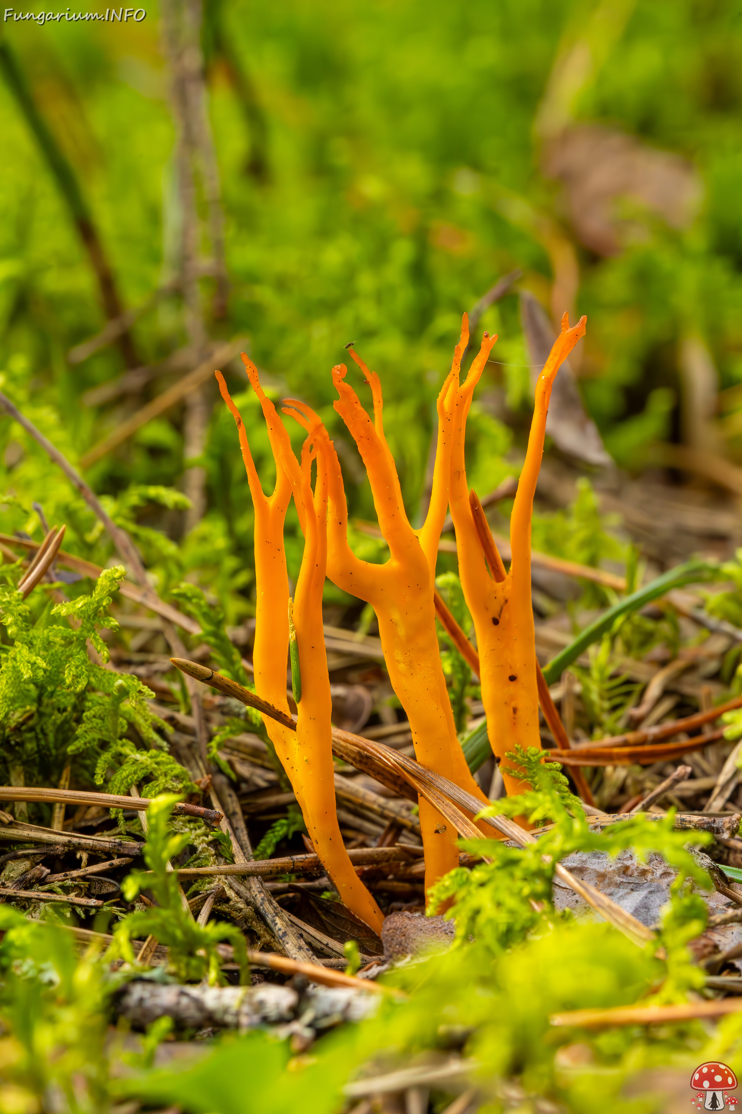 calocera-viscosa_2023-09-10_1-6 