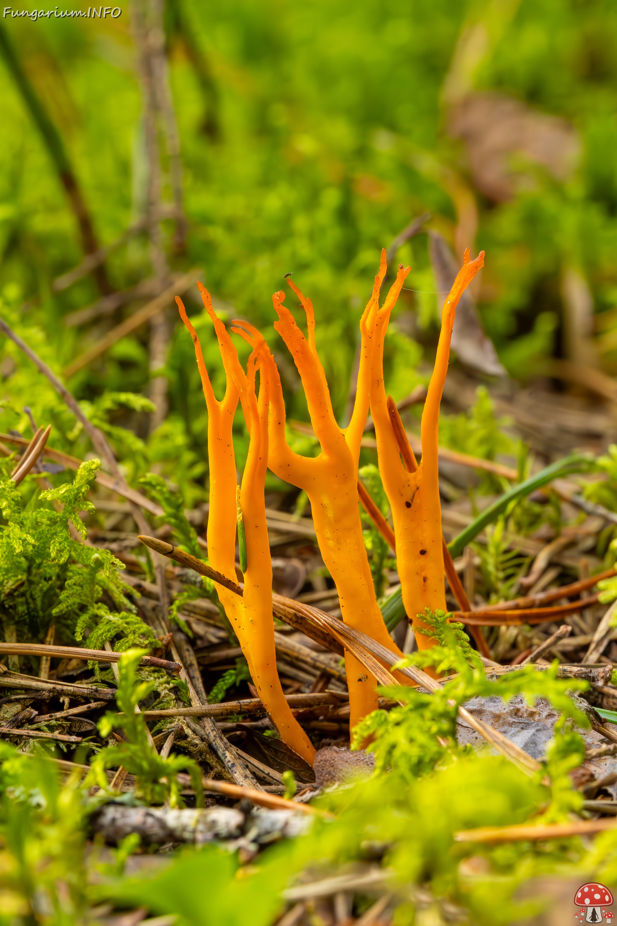 calocera-viscosa_2023-09-10_1-7 