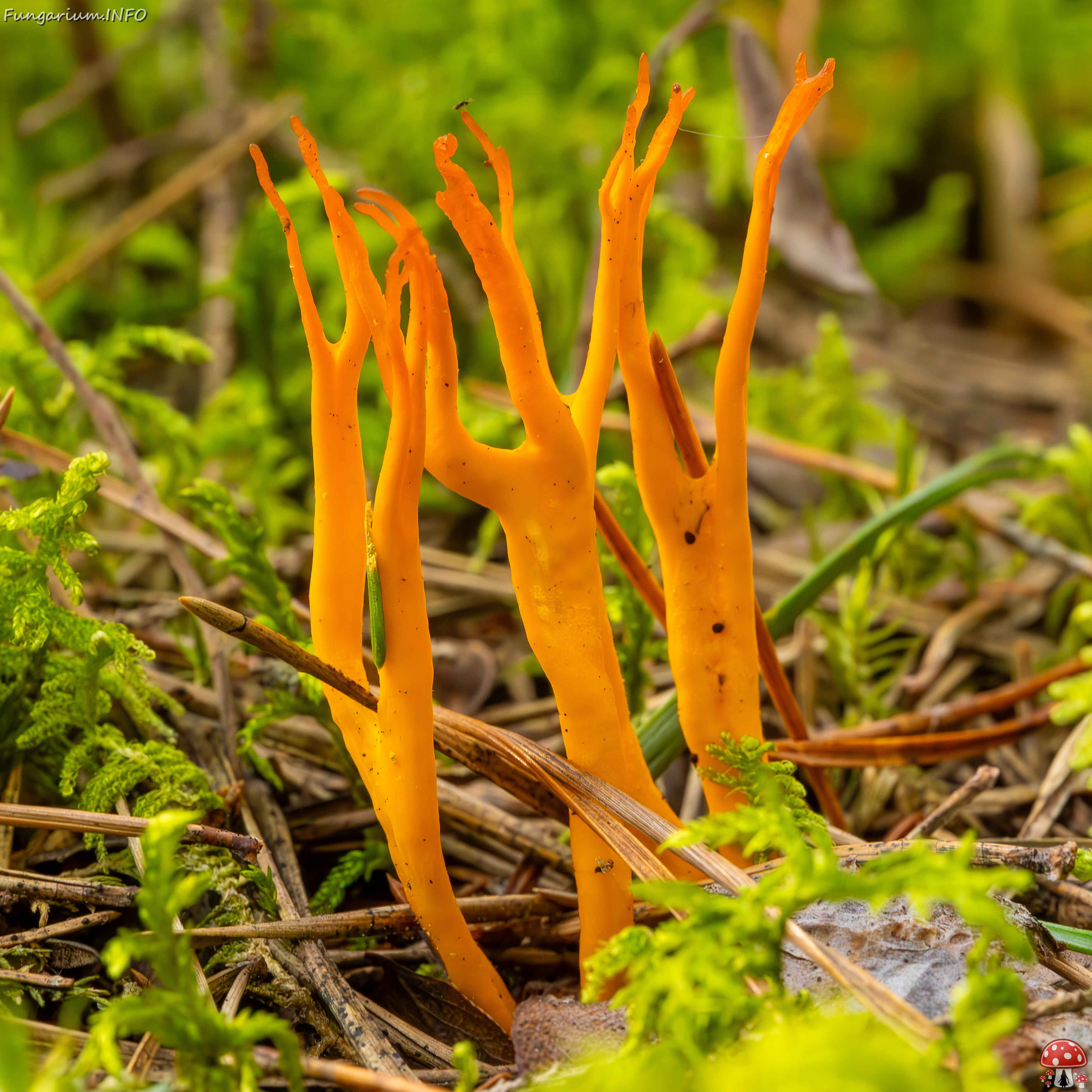 calocera-viscosa_2023-09-10_1-8 