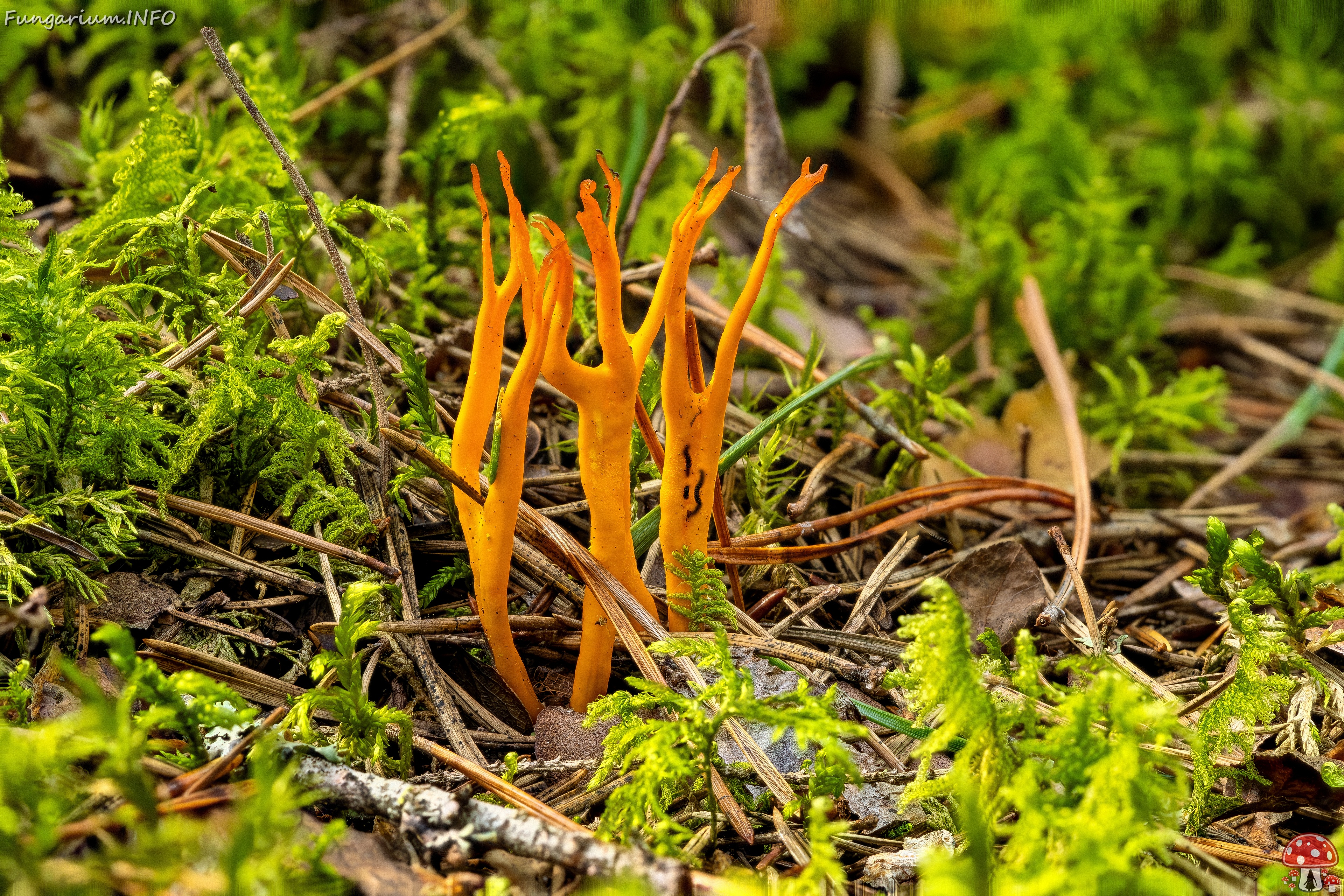 calocera-viscosa_2023-09-10_FS-1 