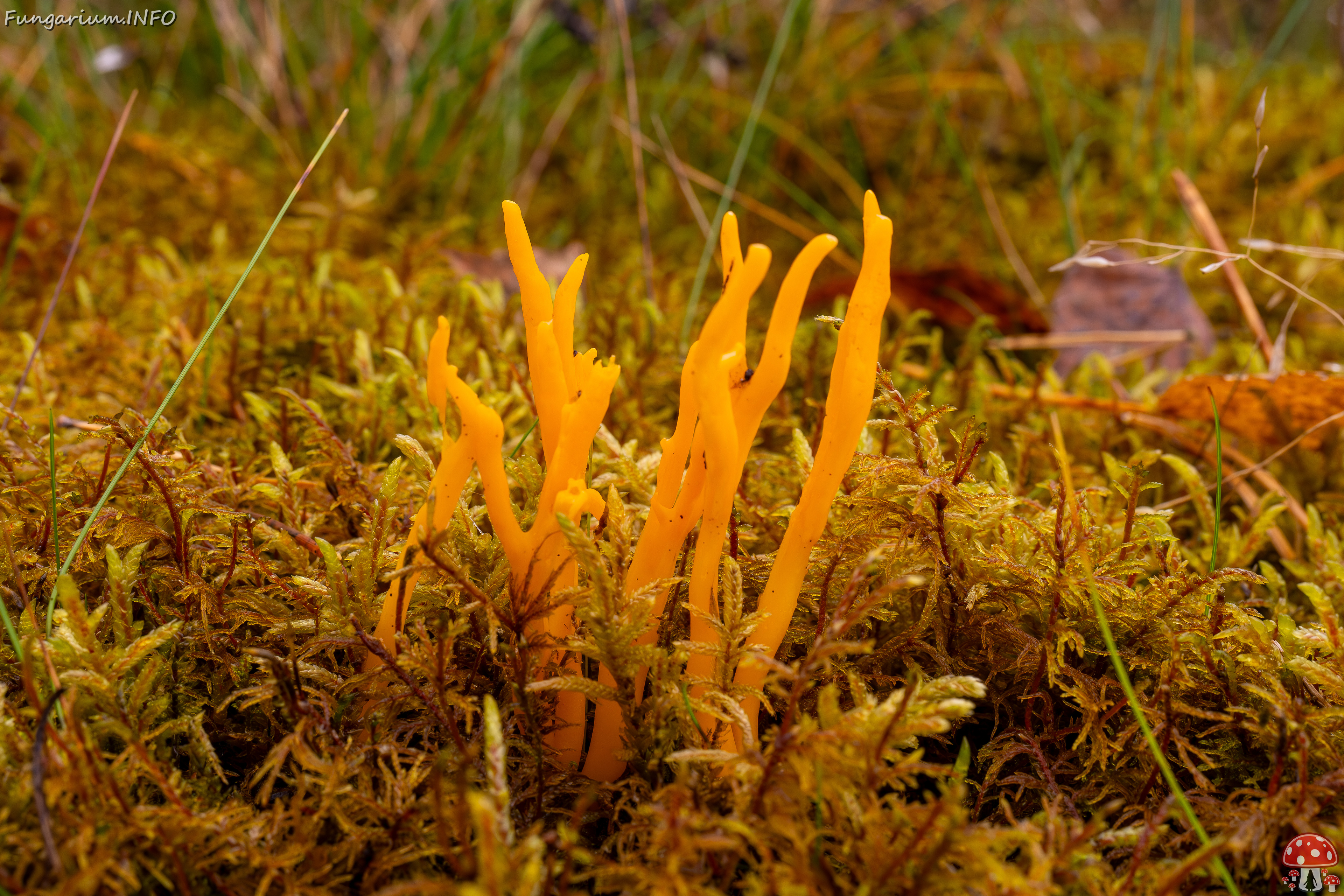 calocera-viscosa_2024-10-06_1-1 