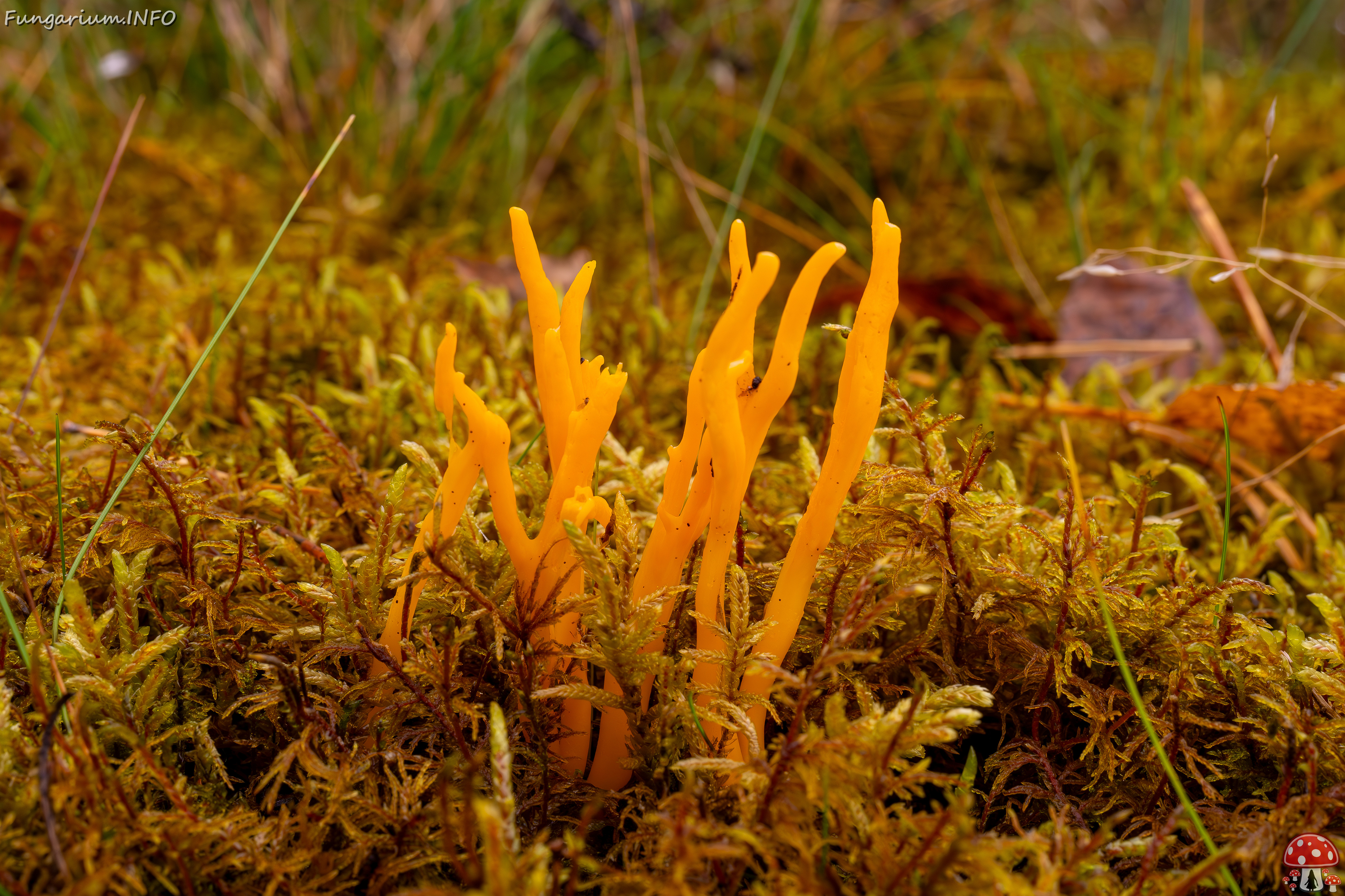 calocera-viscosa_2024-10-06_1-2 