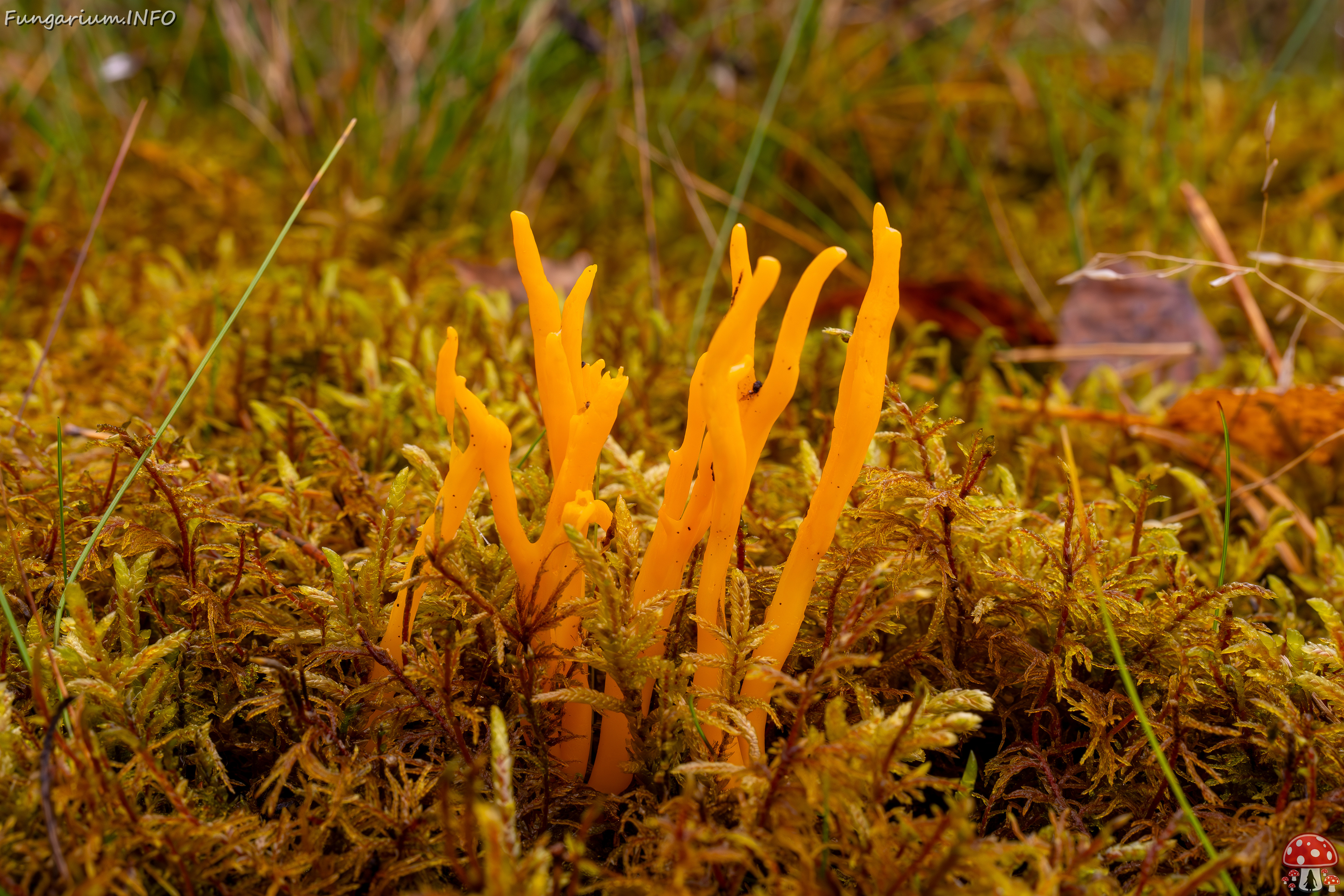 calocera-viscosa_2024-10-06_1-3 