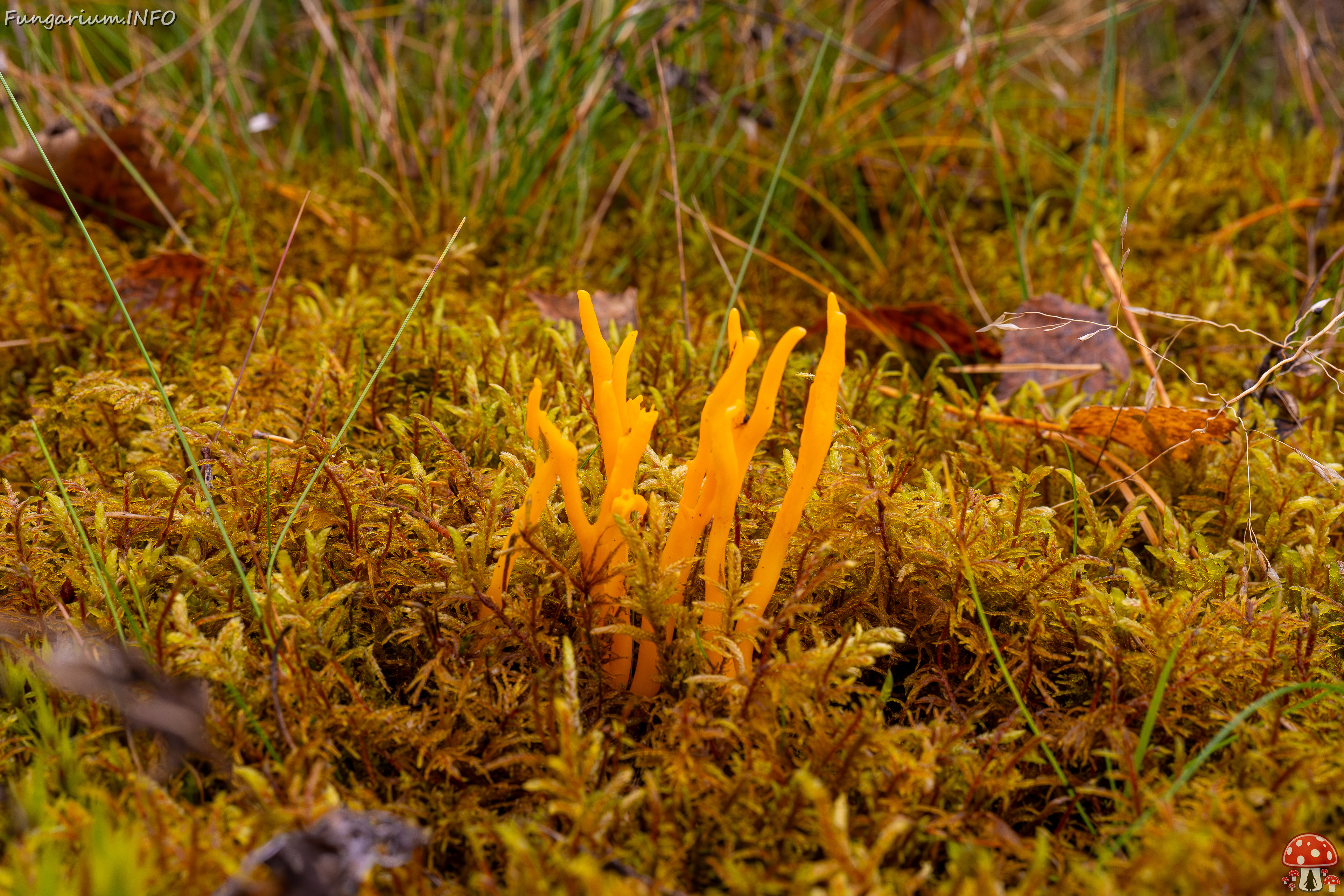 calocera-viscosa_2024-10-06_1-4 