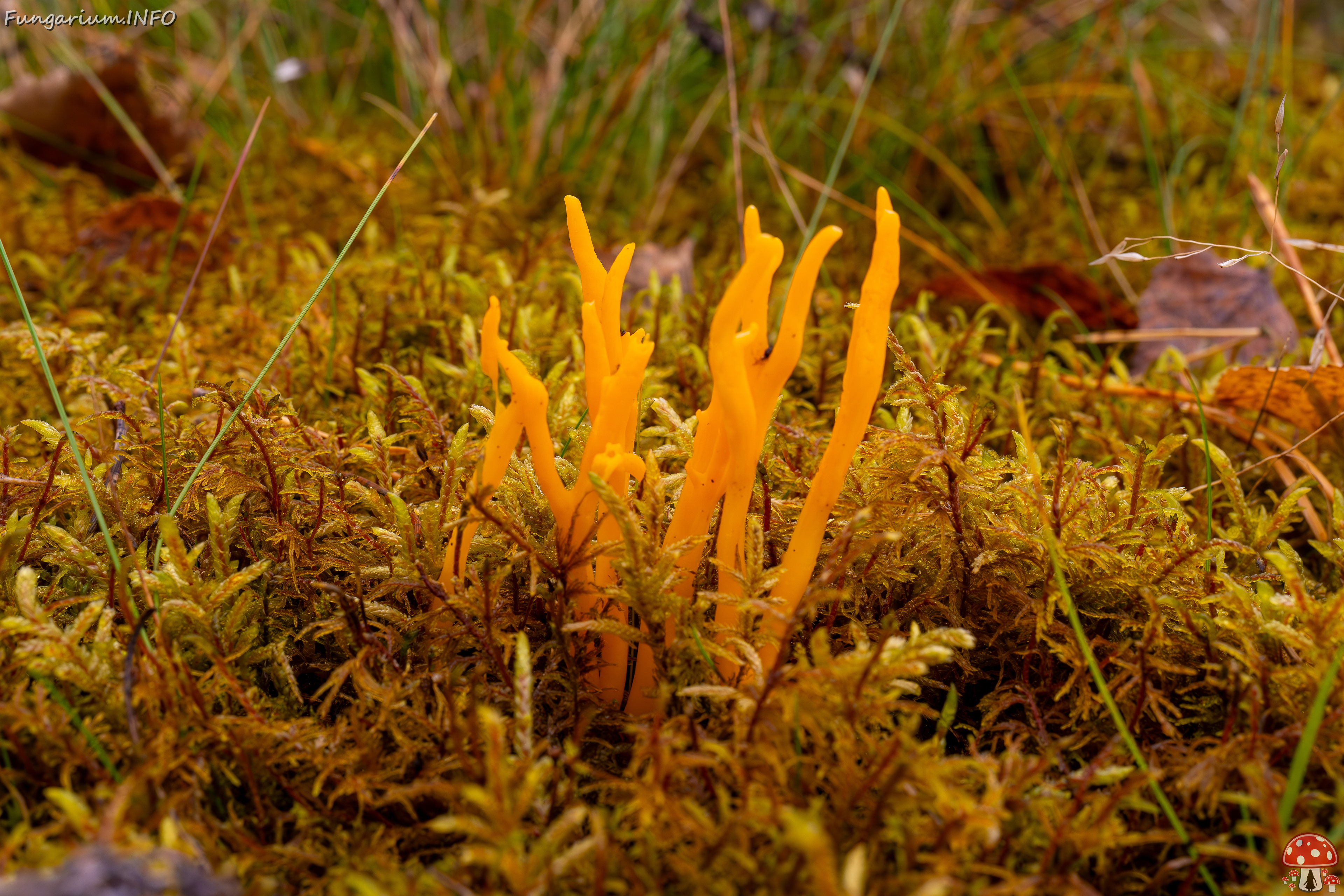 calocera-viscosa_2024-10-06_1-5 