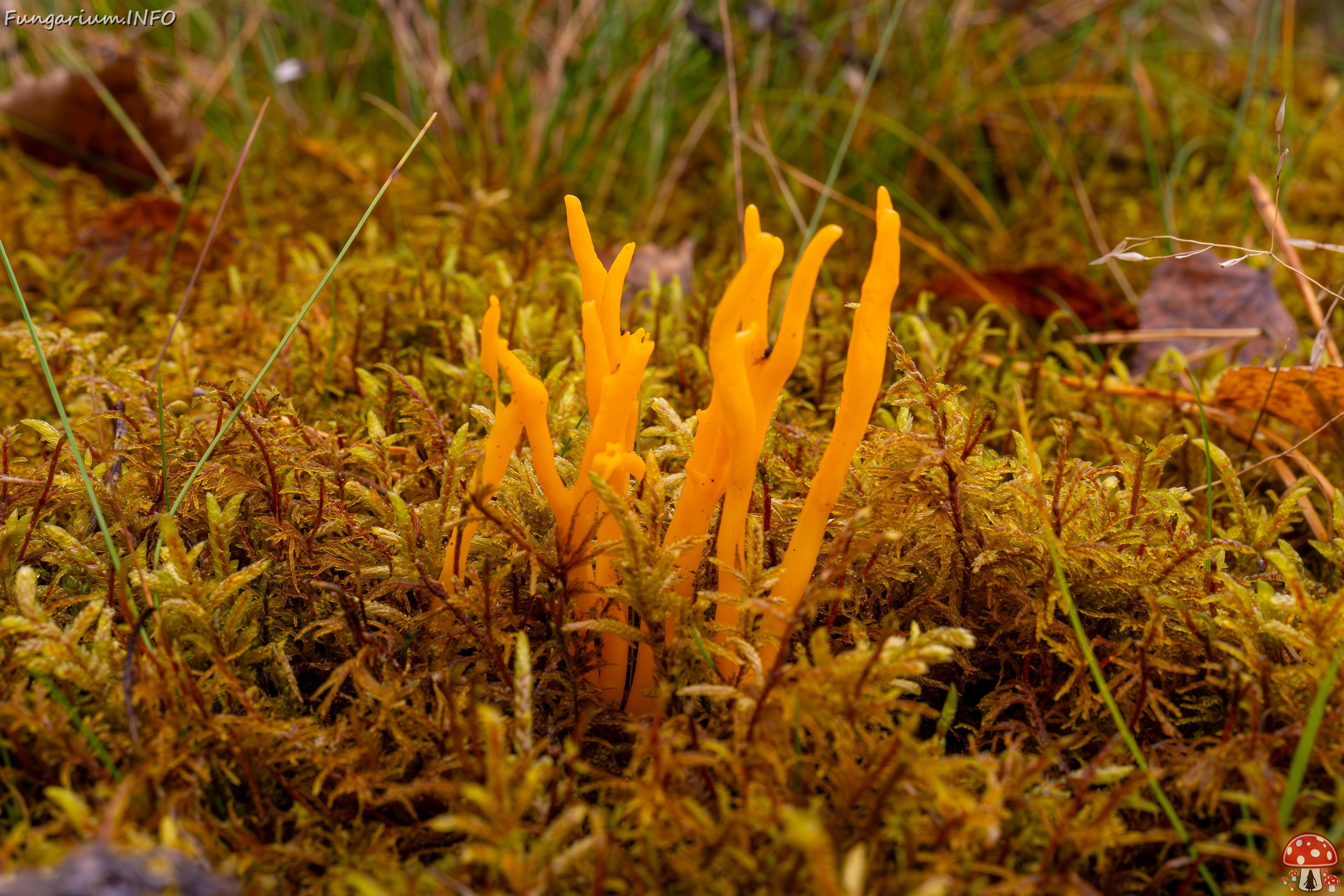 calocera-viscosa_2024-10-06_1-6 