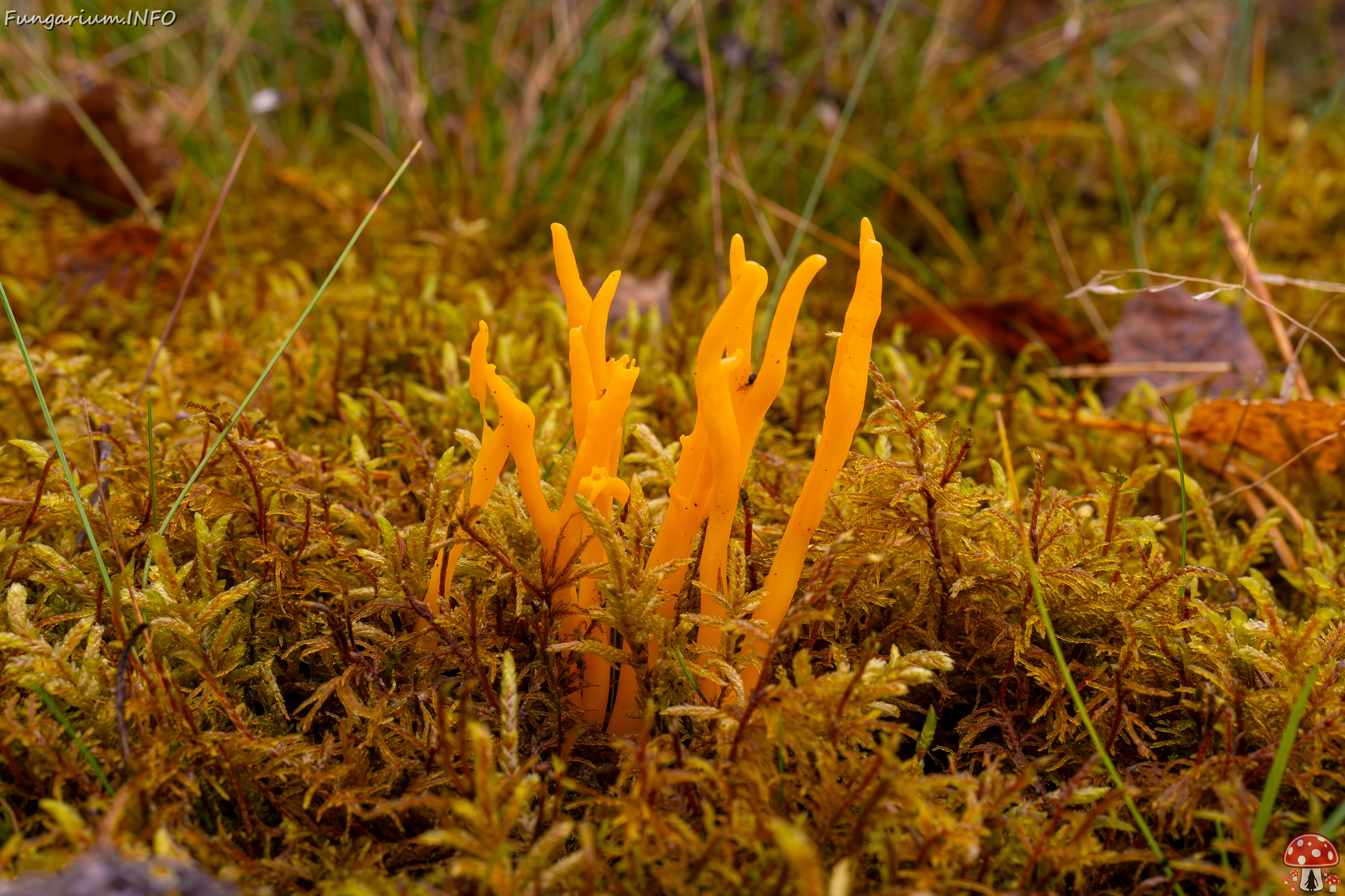 calocera-viscosa_2024-10-06_1-7 