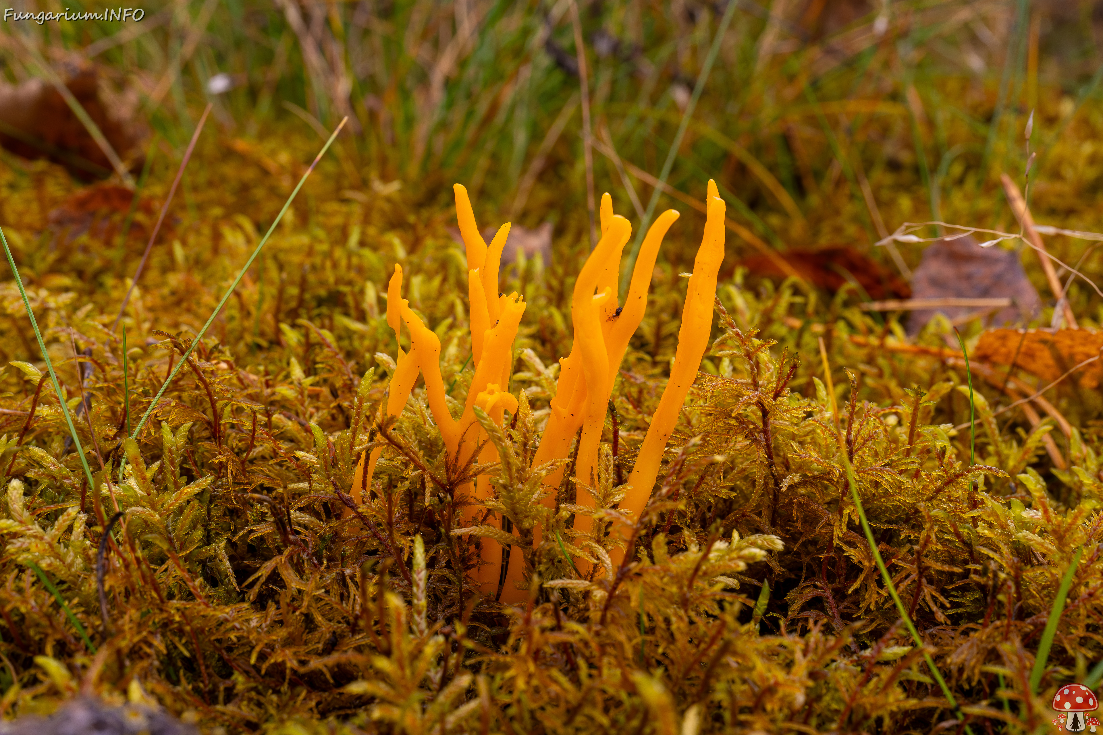 calocera-viscosa_2024-10-06_1-8 