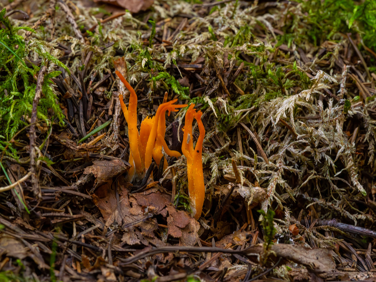 calocera-viscosa_1-1