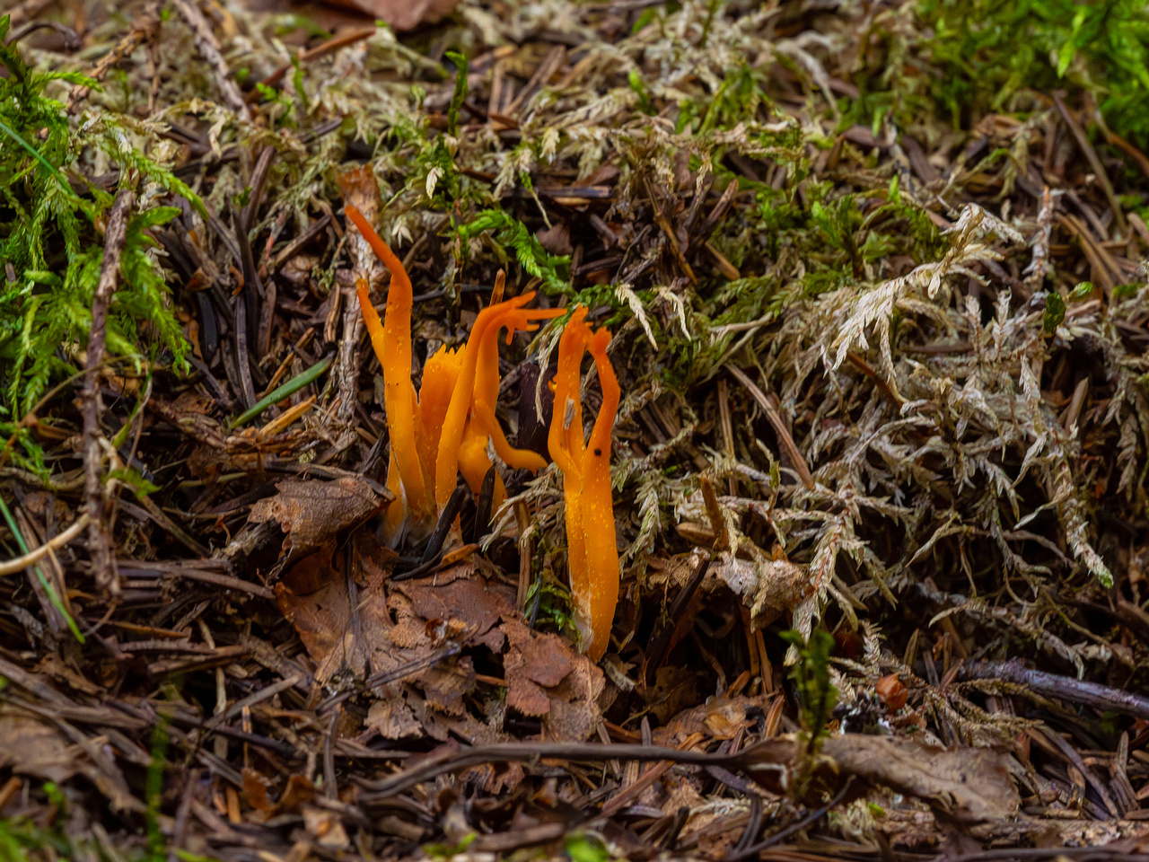 calocera-viscosa_1-2