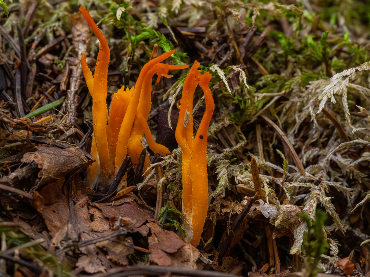 calocera-viscosa_1-3