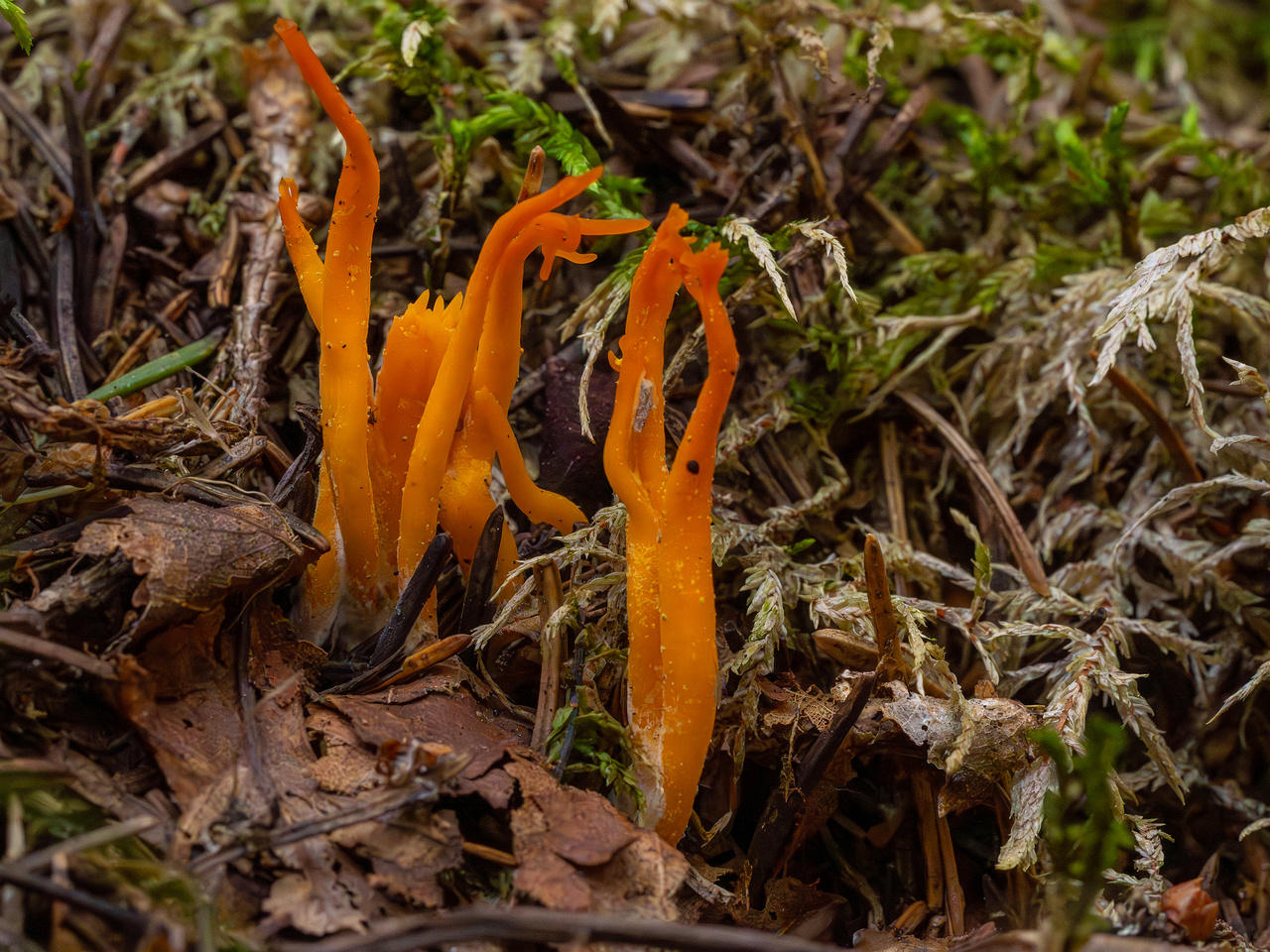 calocera-viscosa_1-4