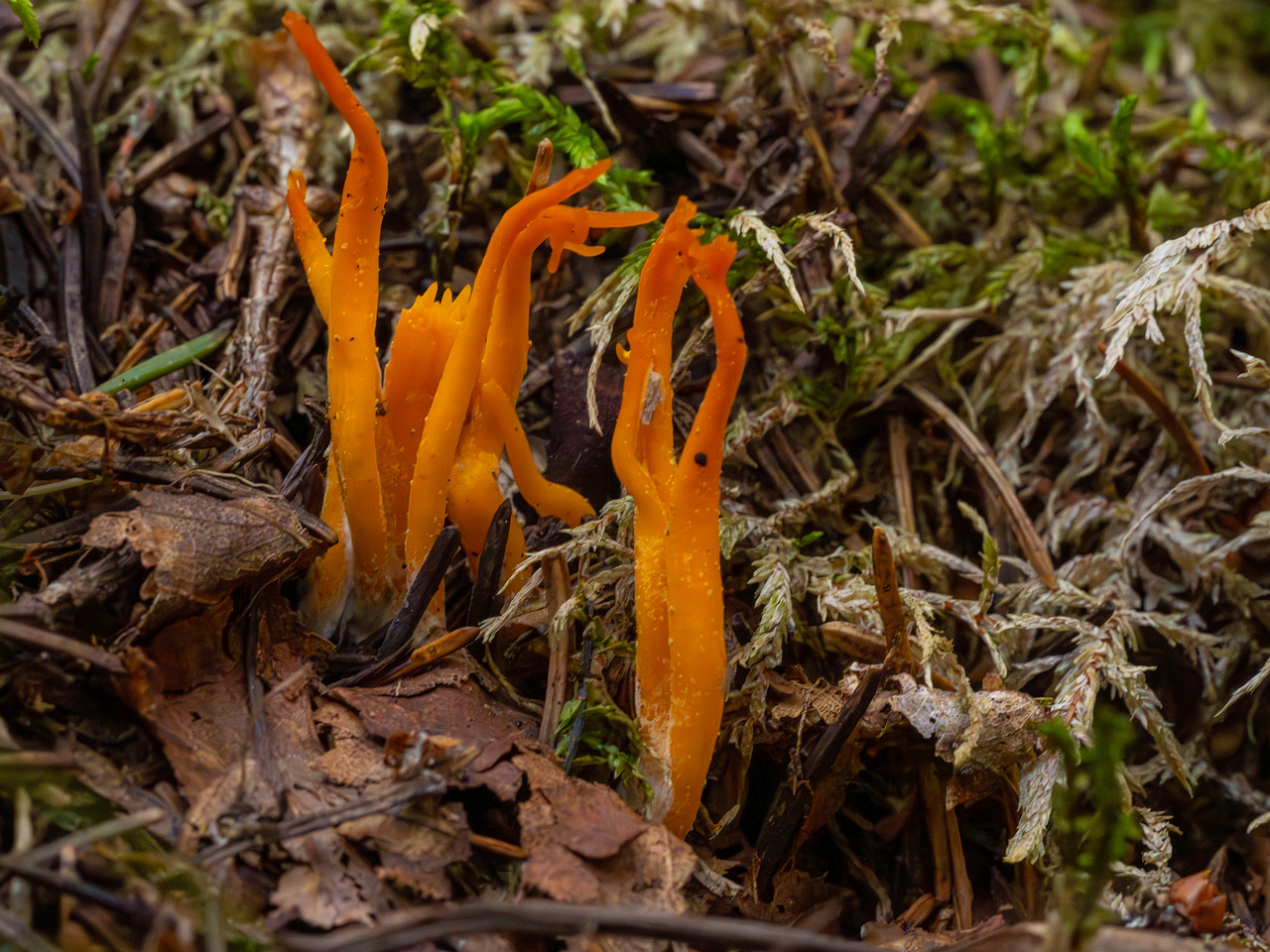 calocera-viscosa_1-5