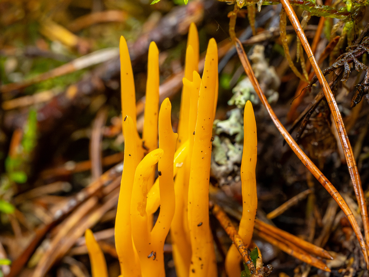 calocera-viscosa_2-1