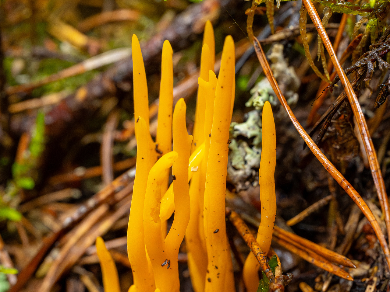 calocera-viscosa_2-2