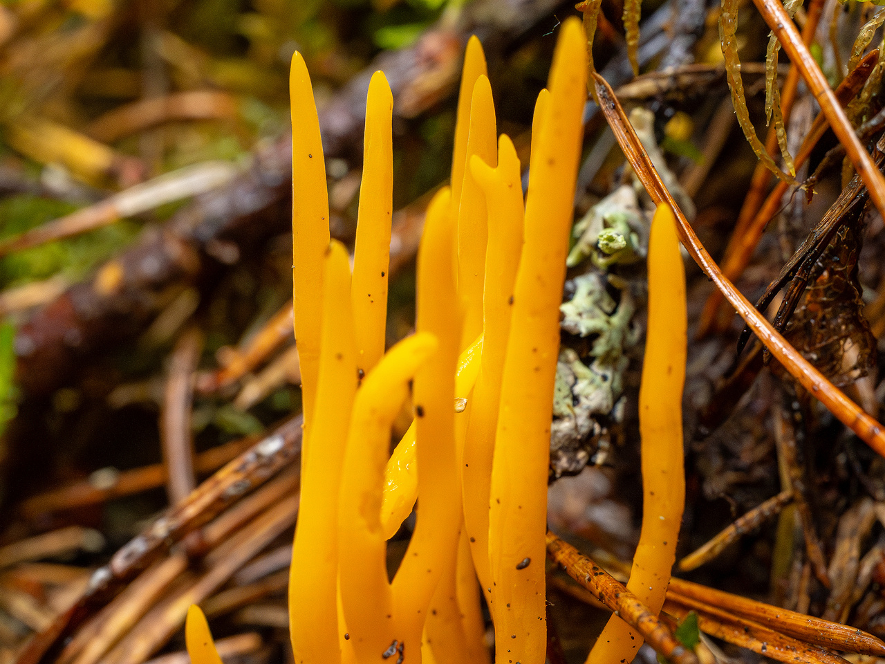 calocera-viscosa_2-3