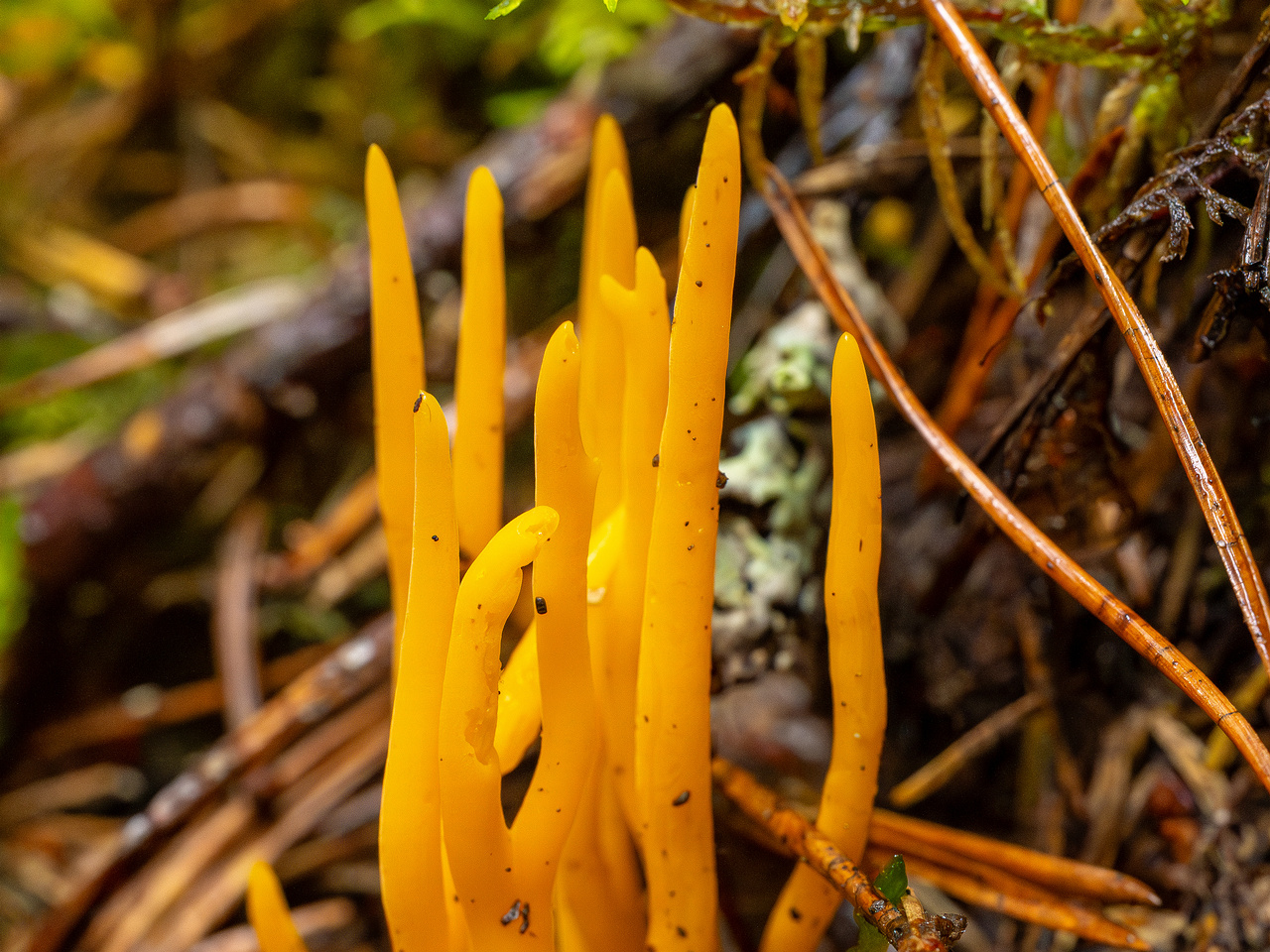 calocera-viscosa_2-4