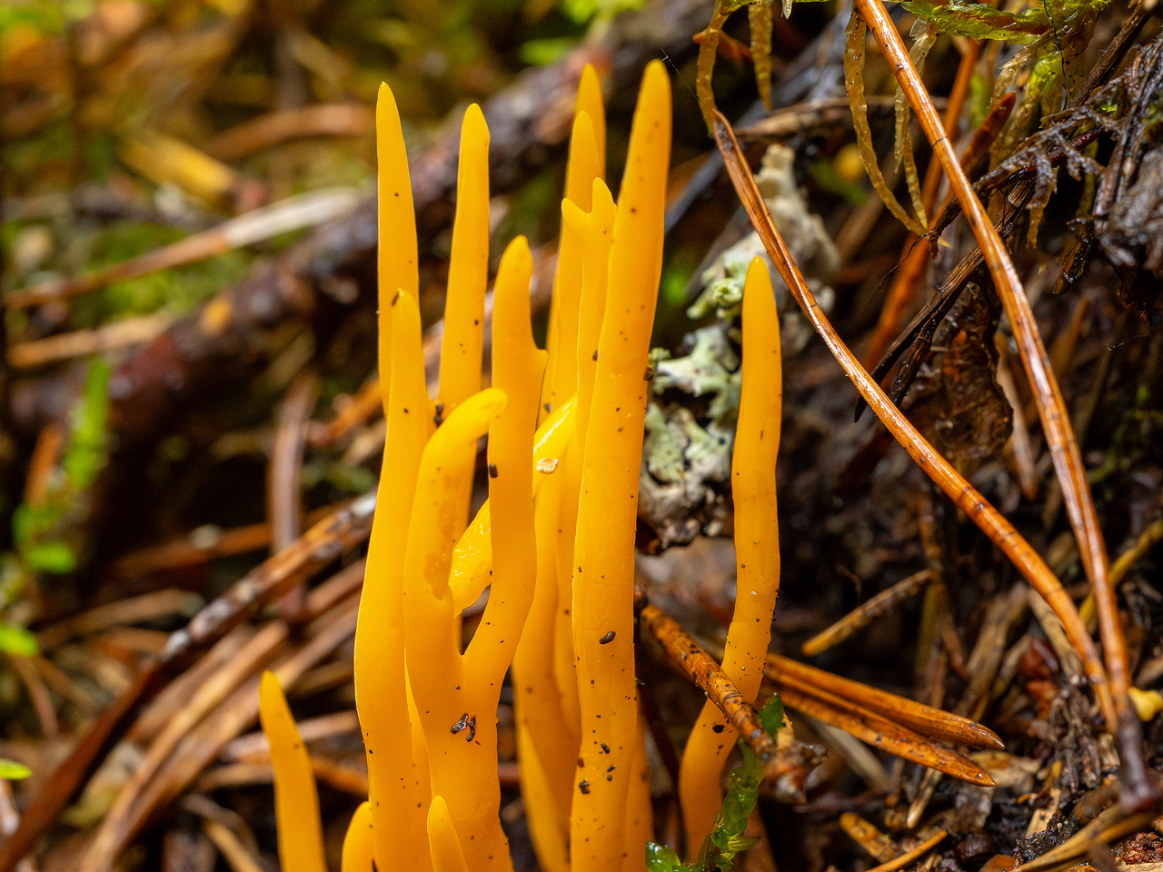 calocera-viscosa_2-5