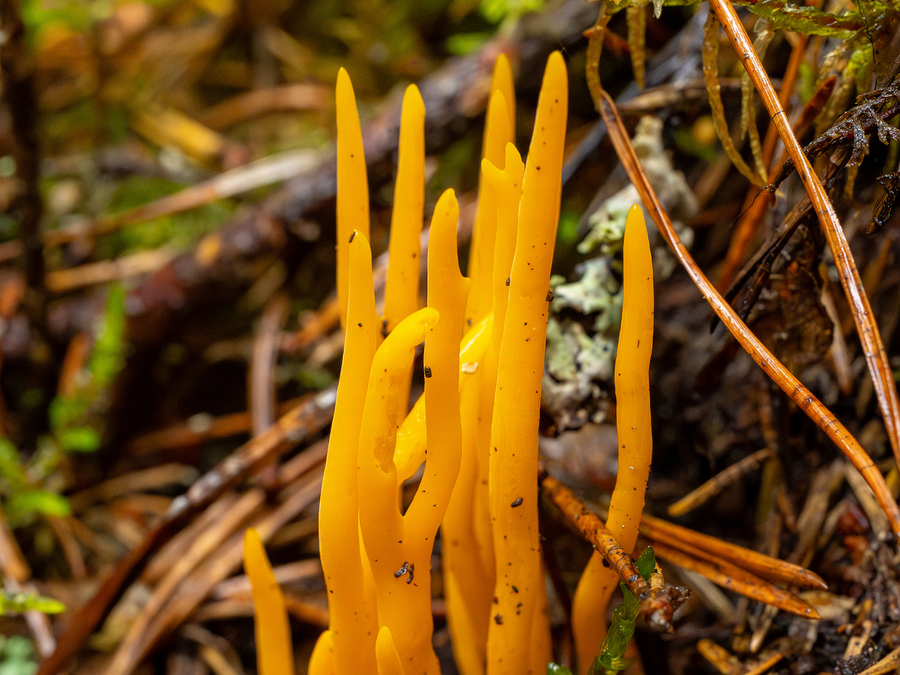 calocera-viscosa_2-6