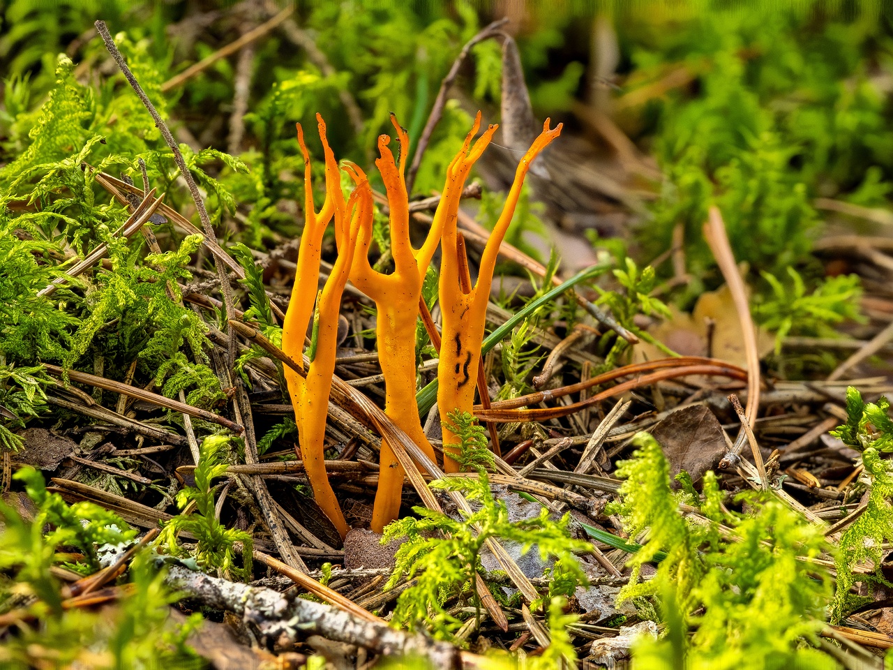 calocera-viscosa_2023-09-10_FS-1