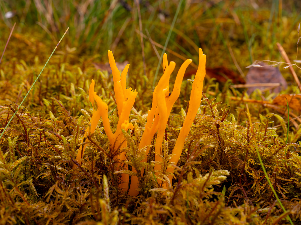 calocera-viscosa_2024-10-06_1-1