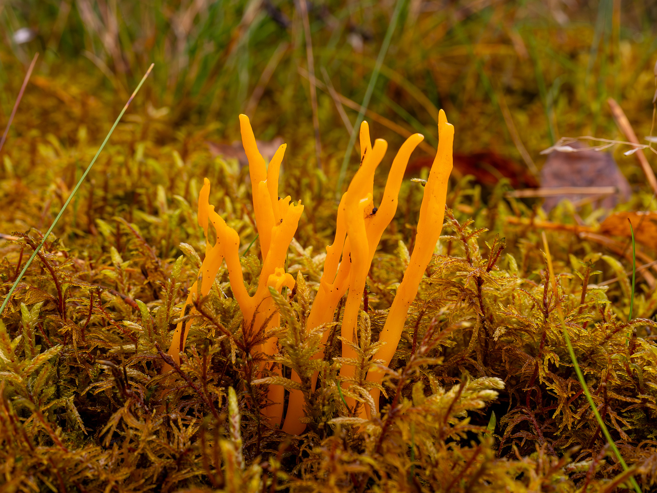 calocera-viscosa_2024-10-06_1-2