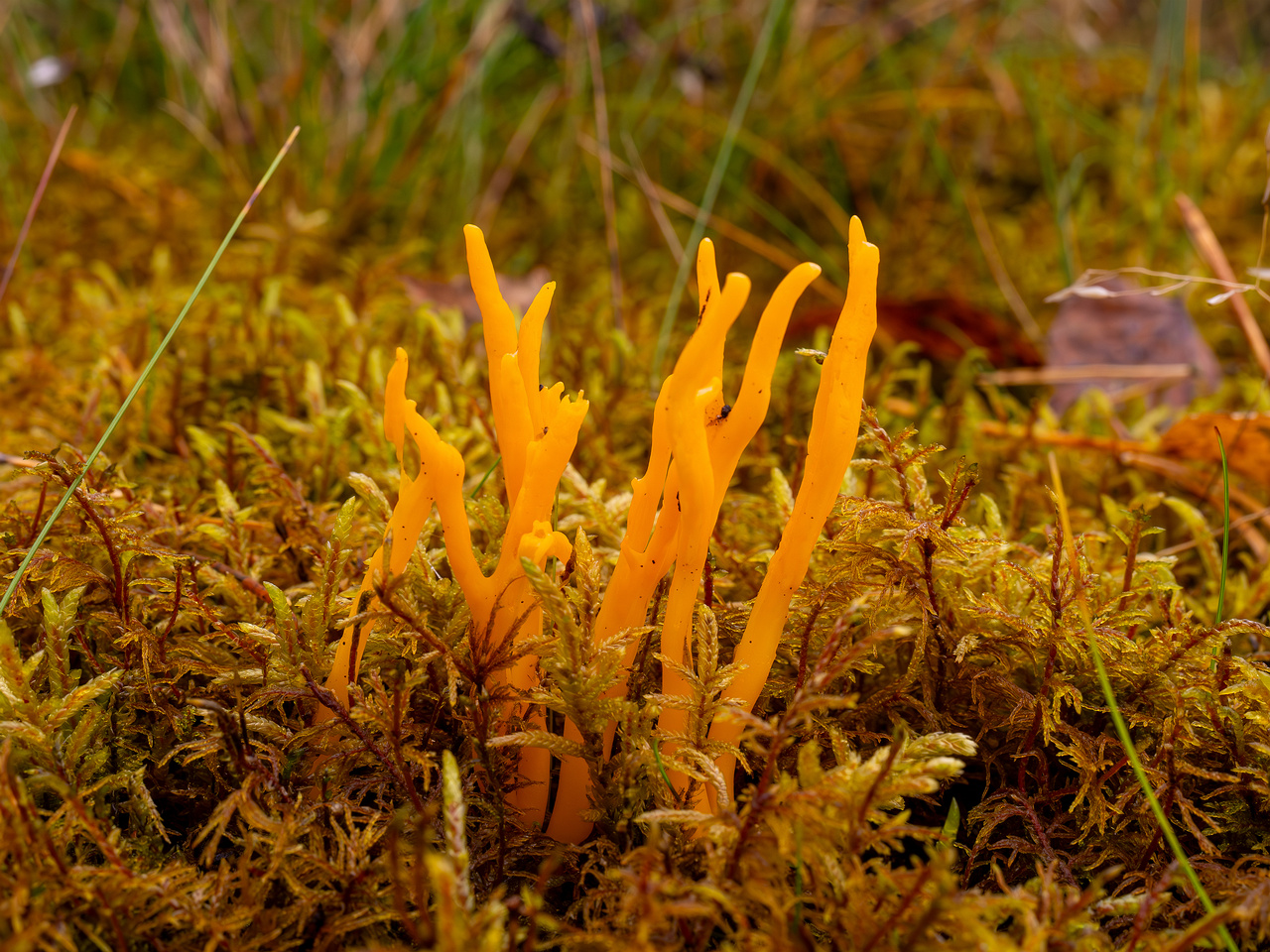 calocera-viscosa_2024-10-06_1-3