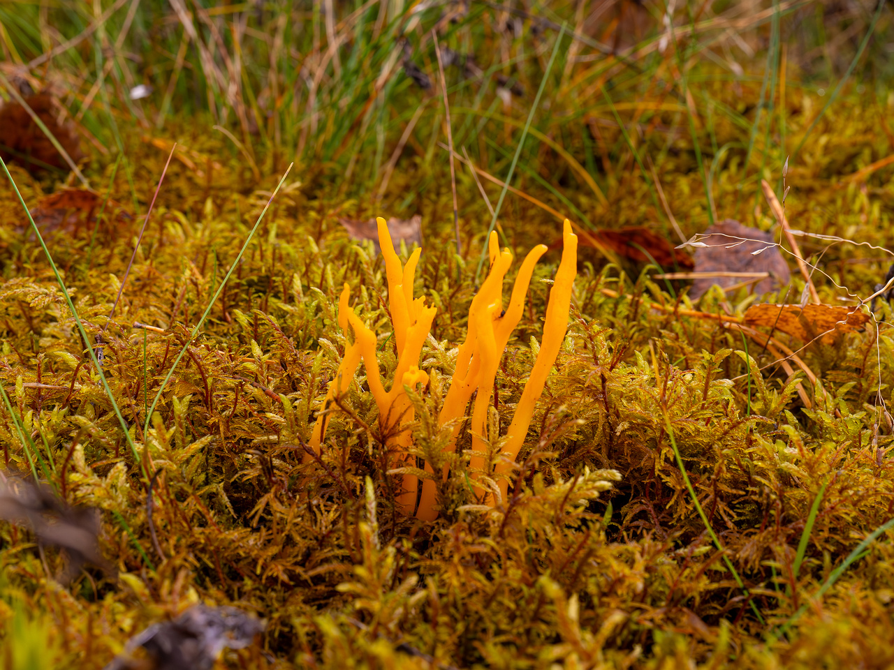 calocera-viscosa_2024-10-06_1-4