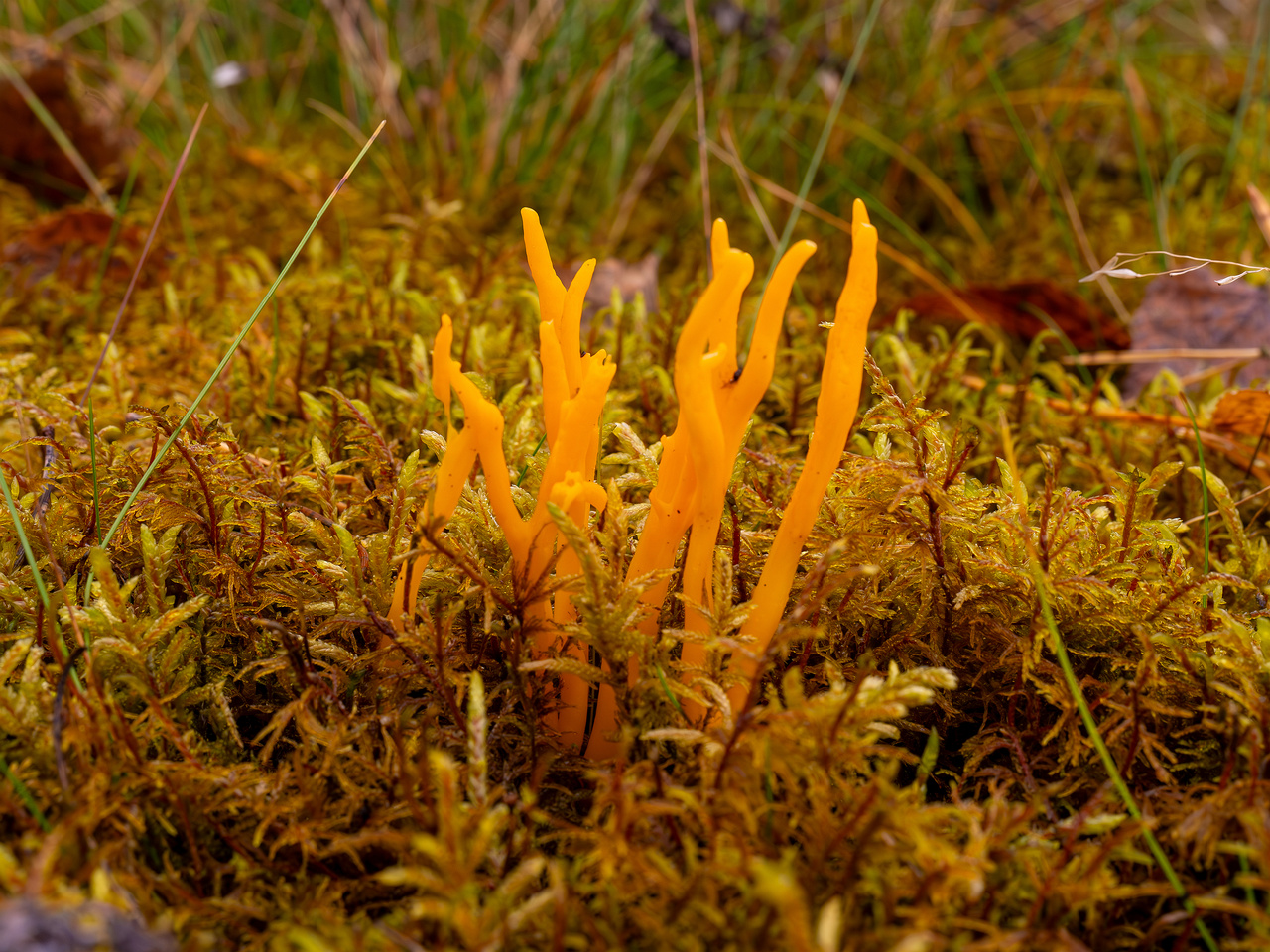 calocera-viscosa_2024-10-06_1-5