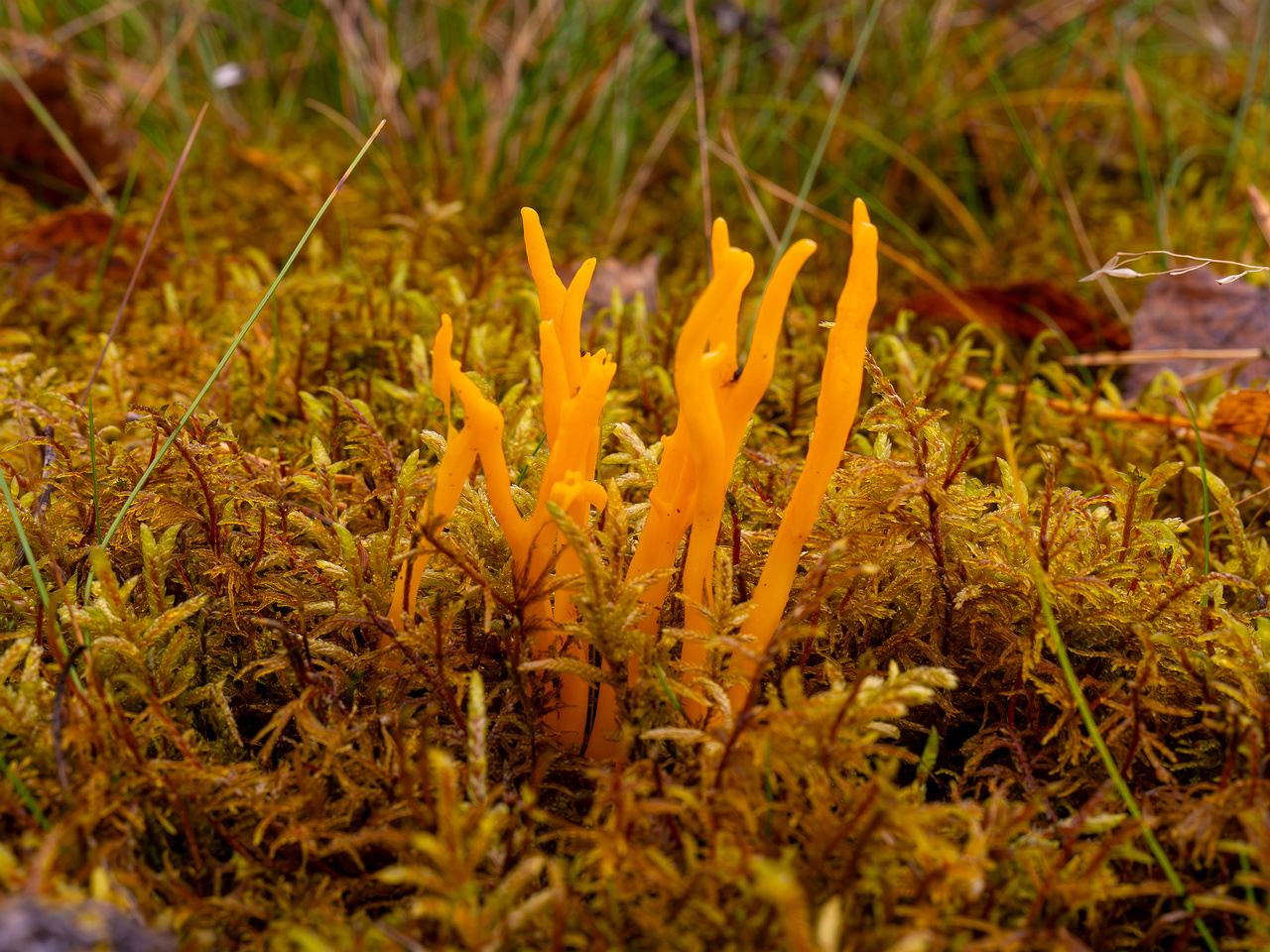 calocera-viscosa_2024-10-06_1-6