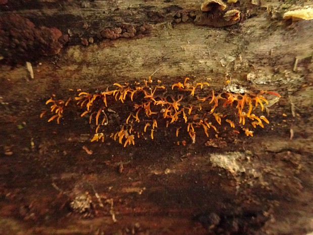 Калоцера роговидная - Calocera cornea