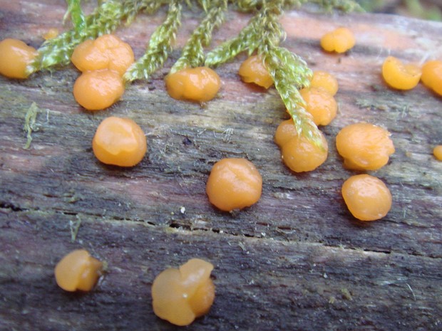 Дакримицетовые - Dacrymycetales The Dacrymycetes are a class consisting of only one family of jelly fungi, which has imperforate parenthesomes and...
