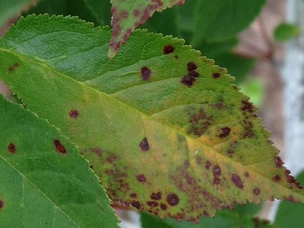 Дотидеевые - Dothideaceae Dothideales are an order of bitunicate fungi consisting mainly of saprobic or plant parasitic species.
