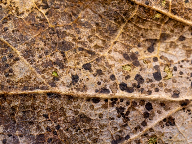 Рамулария внутритканевая - Ramularia endophylla