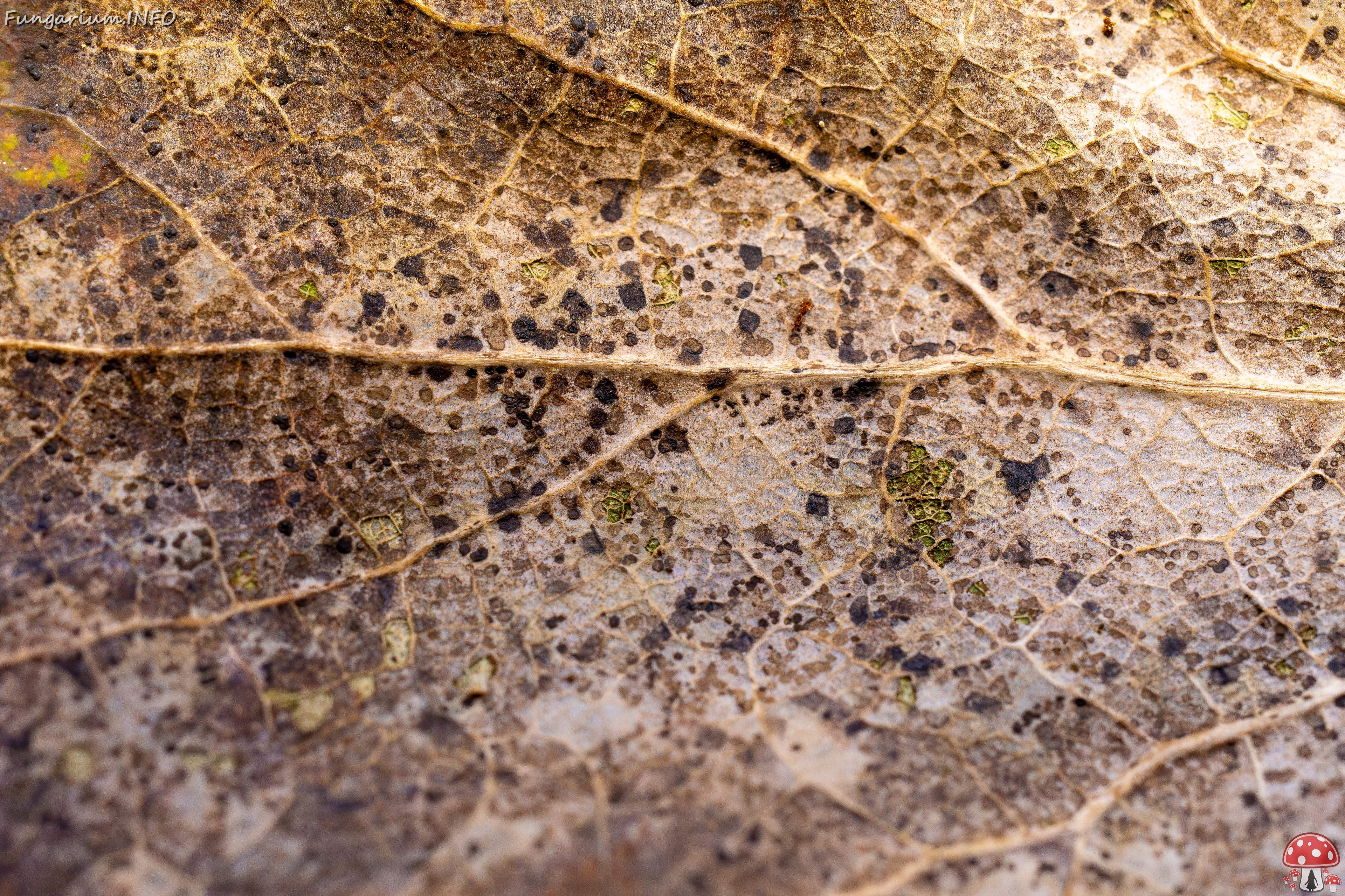 Ramularia endophylla _2025-09-27_1-1 