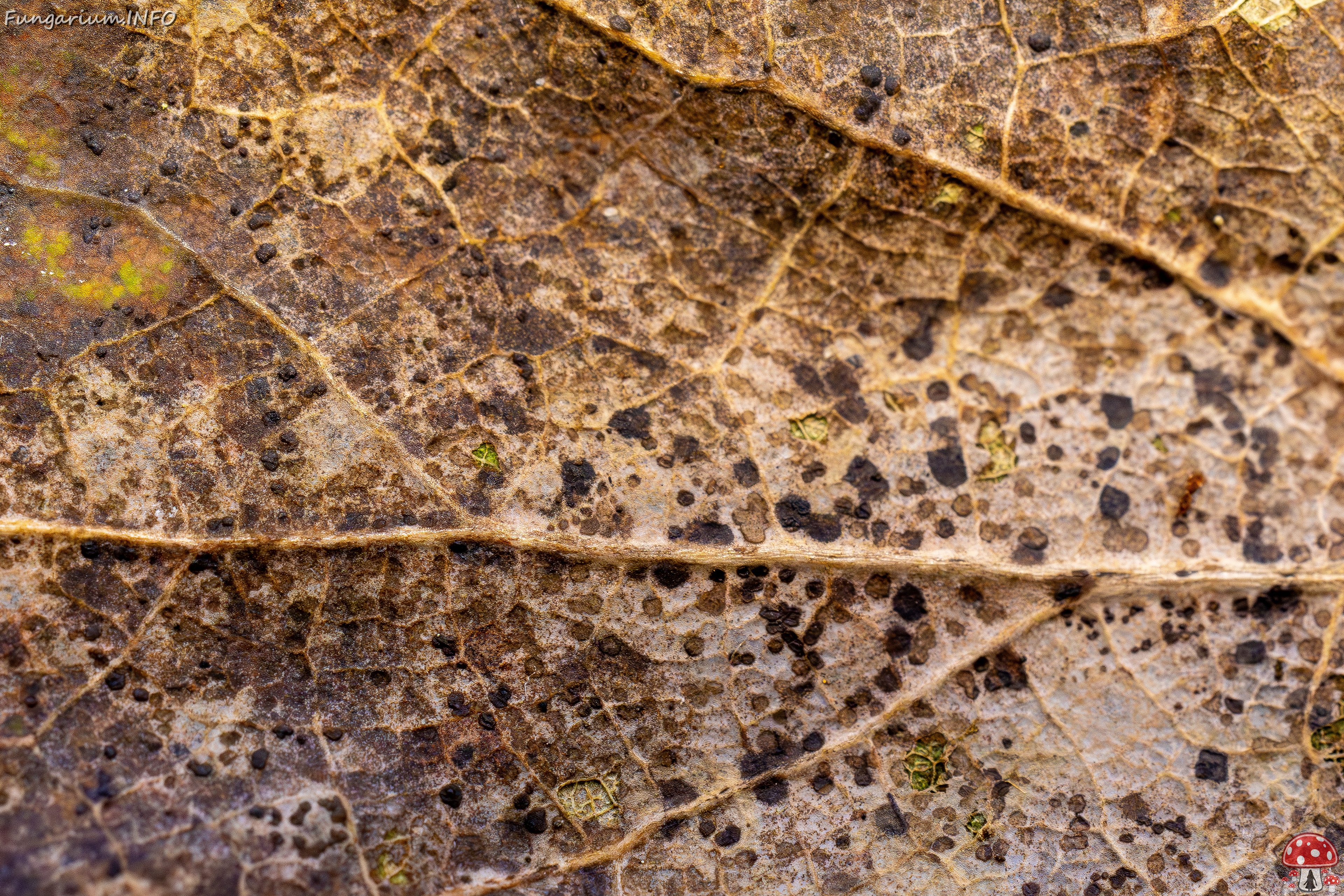 Ramularia endophylla _2025-09-27_1-2 