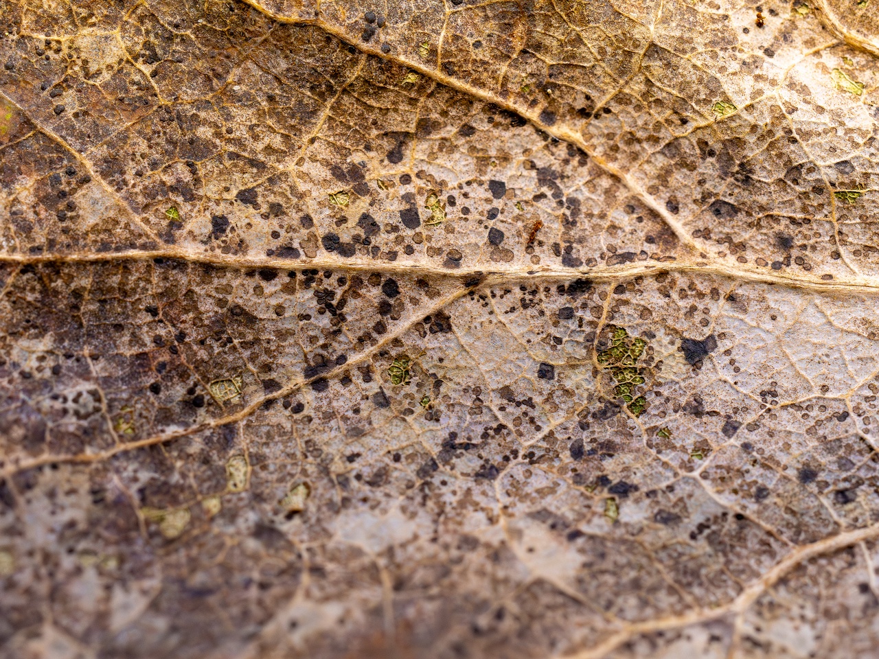 Ramularia endophylla _2025-09-27_1-1