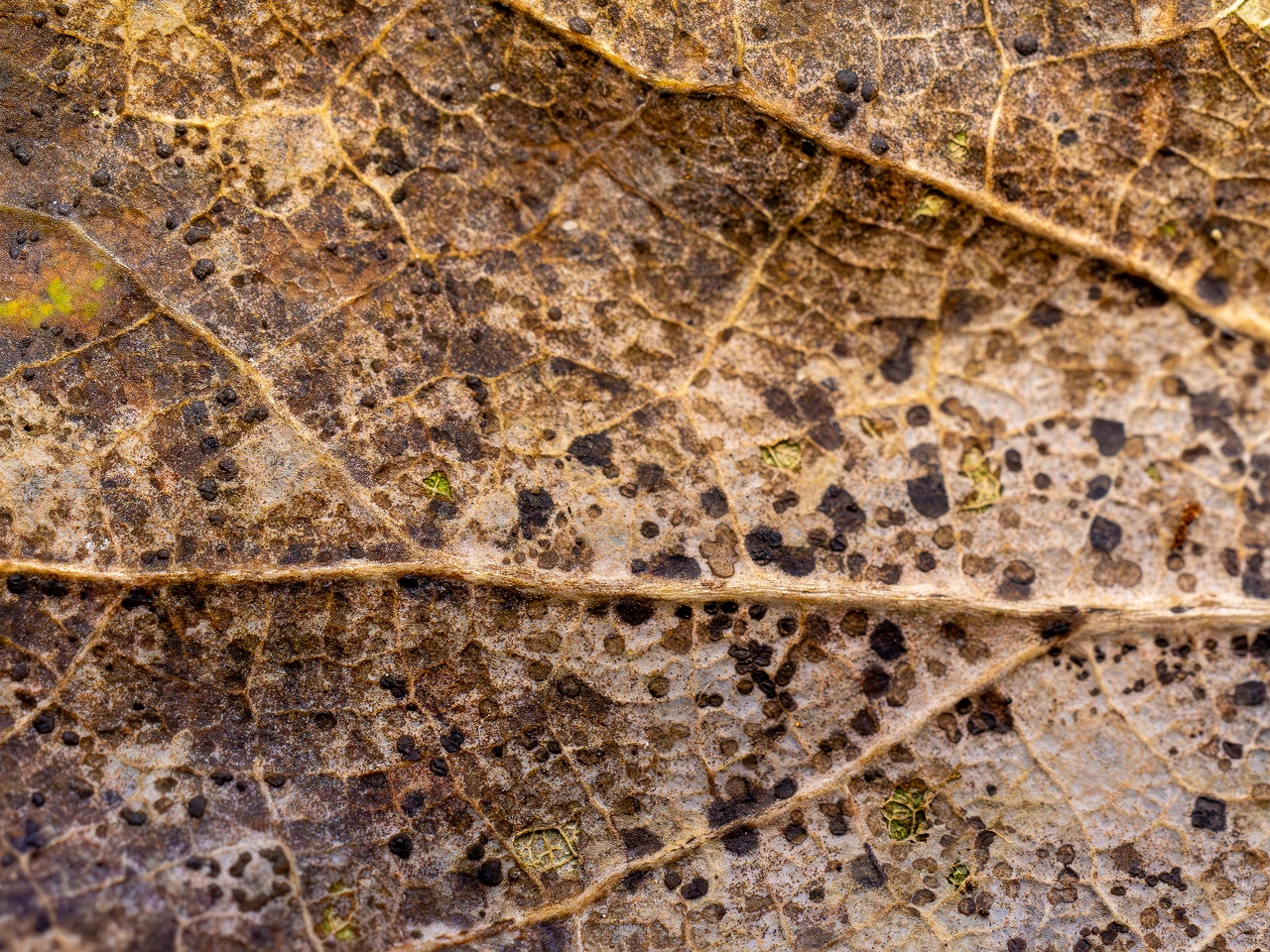 Ramularia endophylla _2025-09-27_1-2