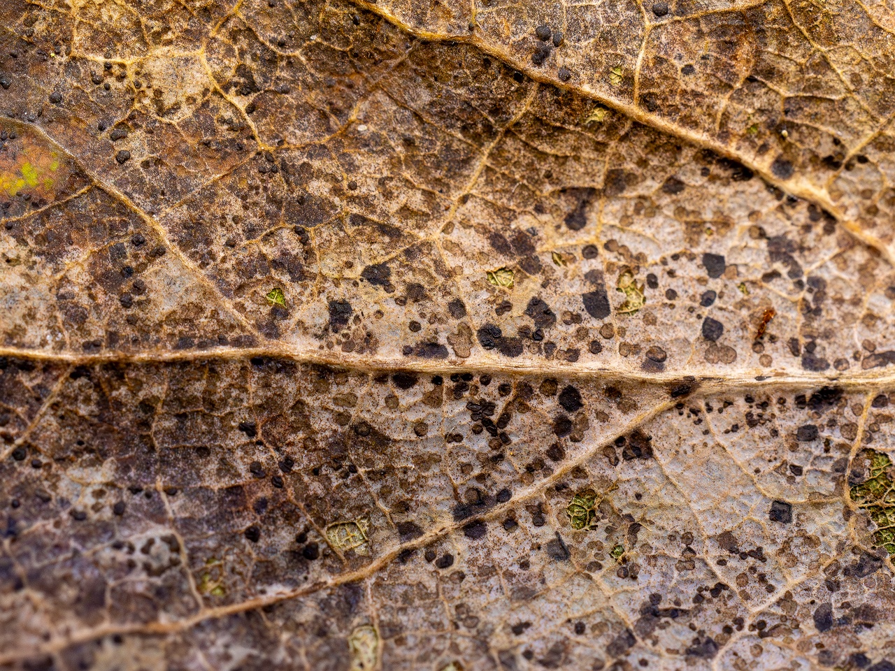 Ramularia endophylla _2025-09-27_1-3