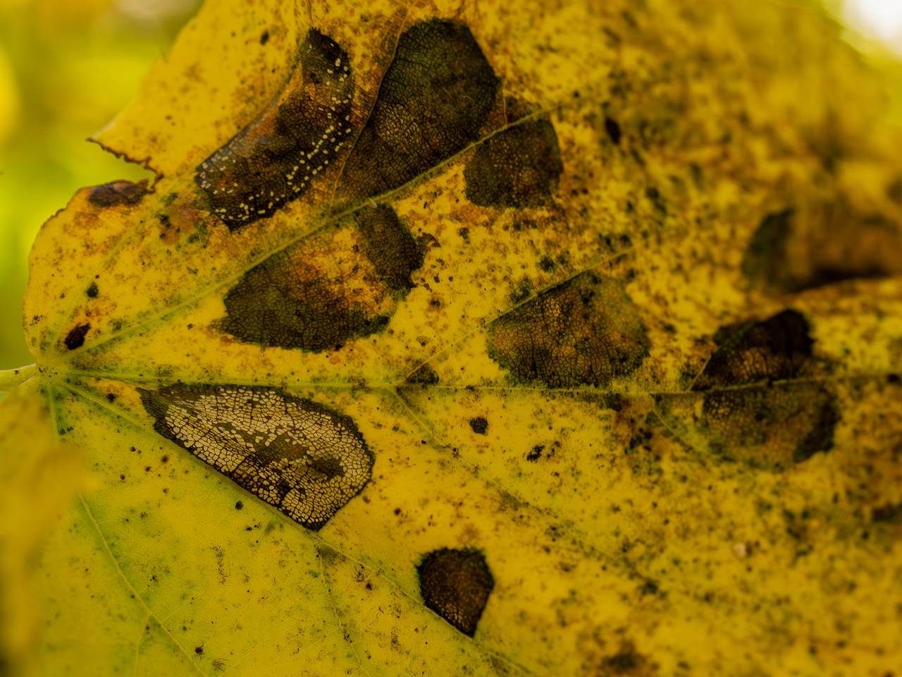 Paraconiothyrium tiliae _2025-10-11_1-13
