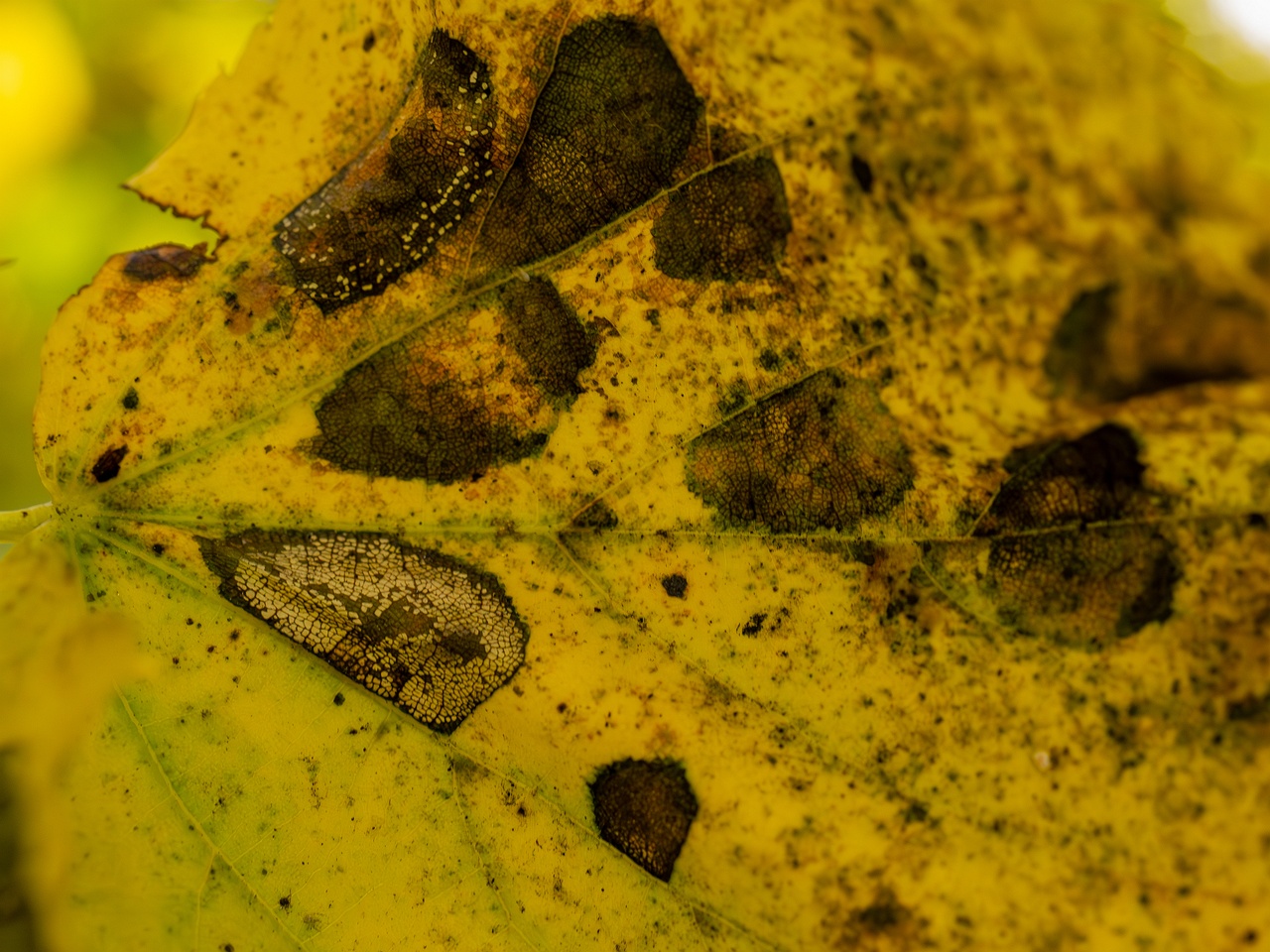 Paraconiothyrium tiliae _2025-10-11_1-15