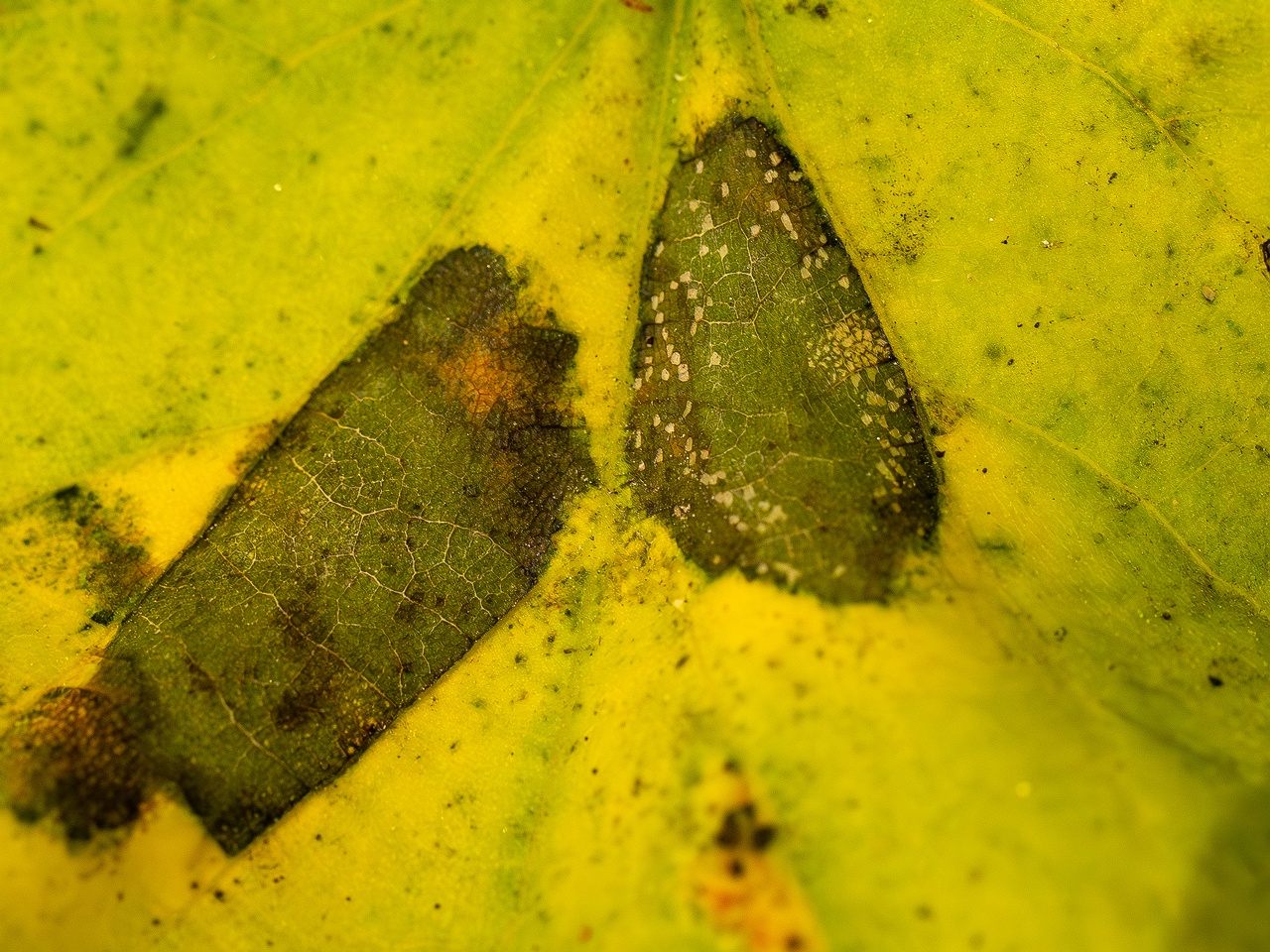 Paraconiothyrium tiliae _2025-10-11_1-2