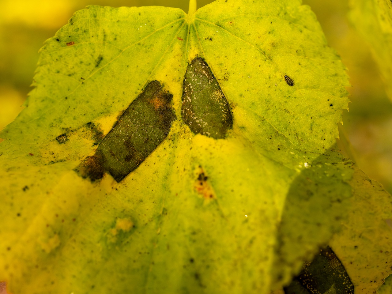 Paraconiothyrium tiliae _2025-10-11_1-3