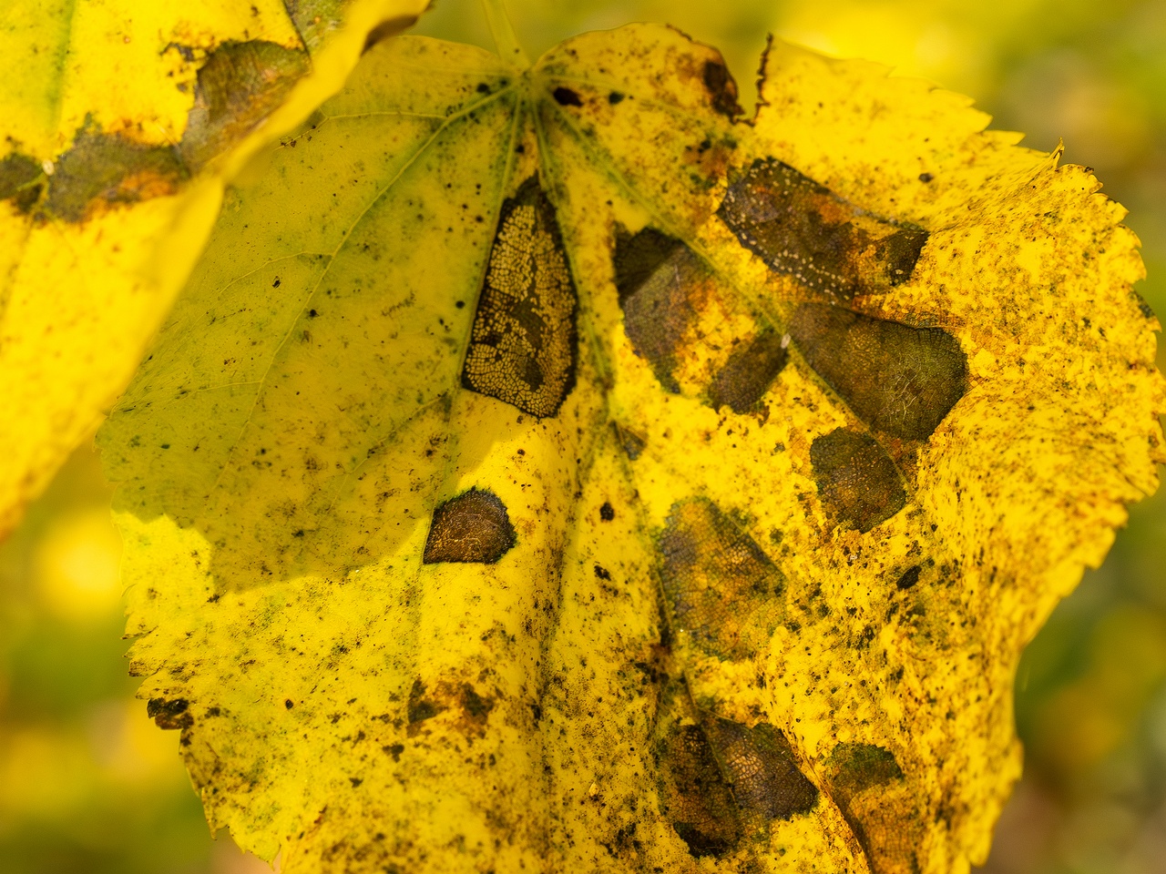Paraconiothyrium tiliae _2025-10-11_1-4