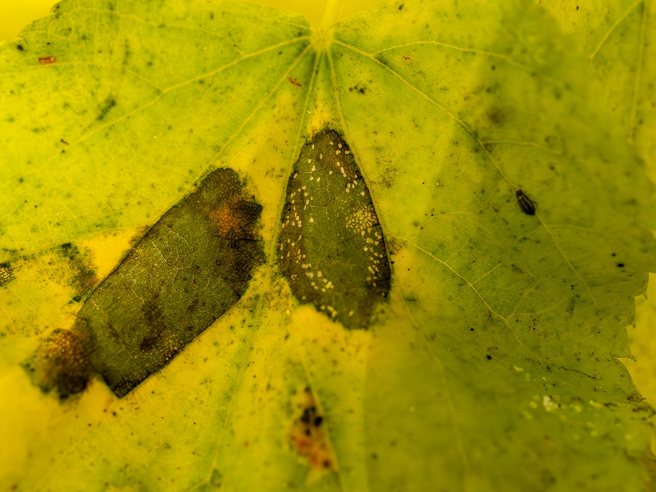 Paraconiothyrium tiliae _2025-10-11_1-8