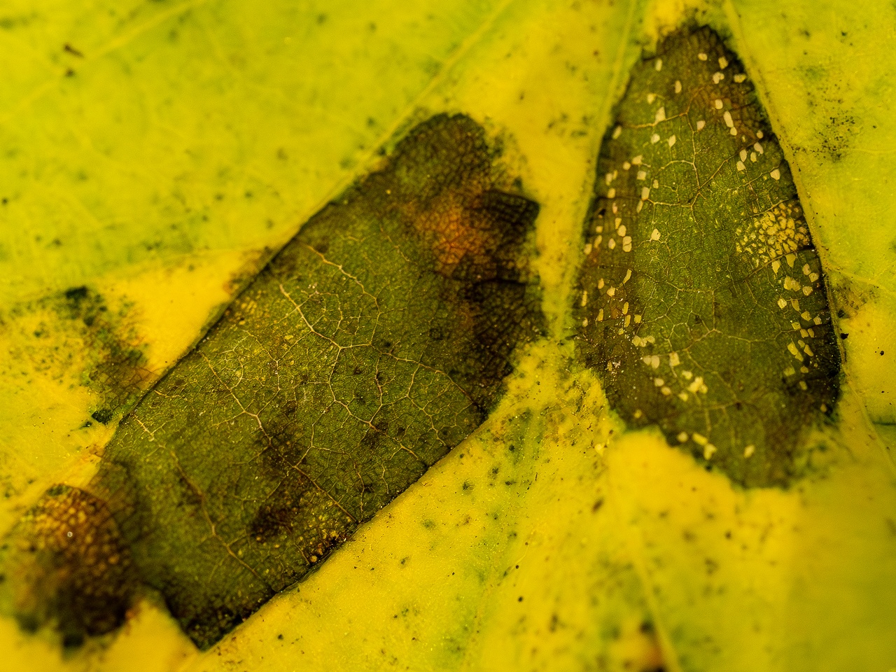 Paraconiothyrium tiliae _2025-10-11_1-9