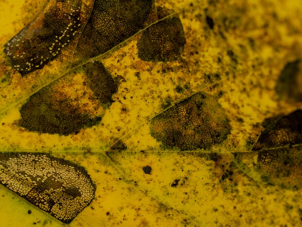 Паракониотирий липовый - Paraconiothyrium tiliae